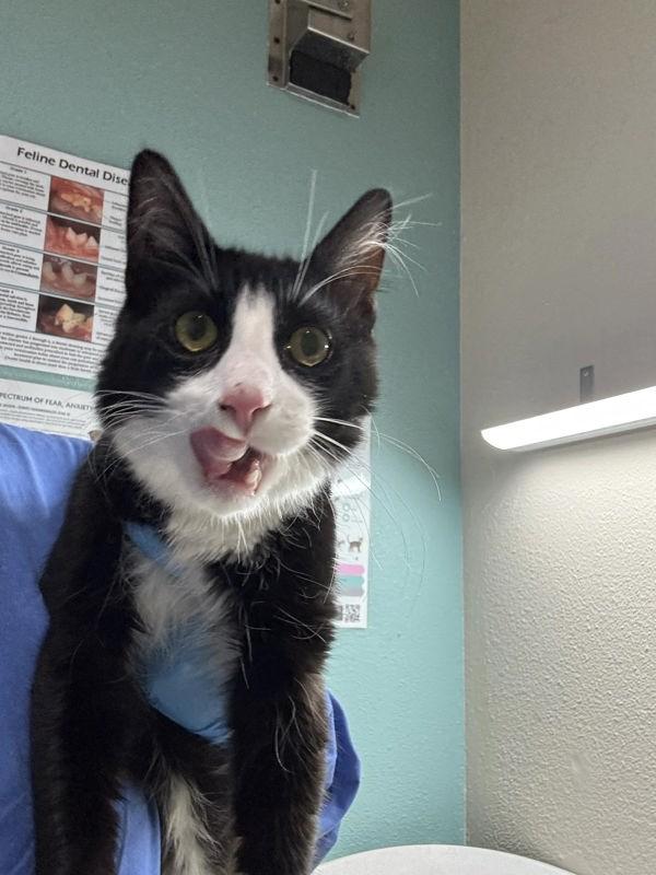 Enlarge Izzy, a Adoptable mixed breed in Sherwood, OR image 1/1