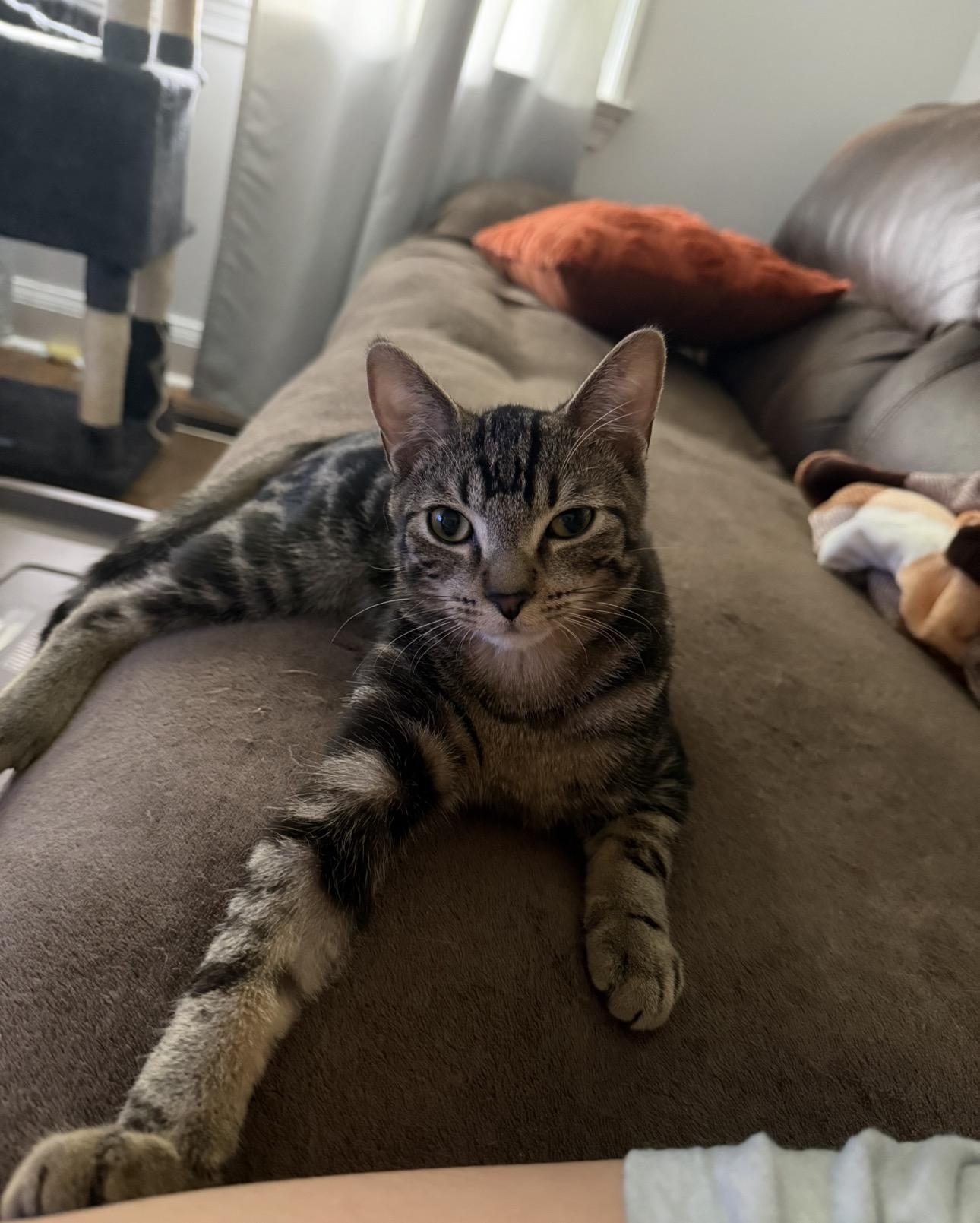 Enlarge Juno-Must be adopted as a buddy cat, a Adoptable Domestic Short Hair in Toronto, ON image 2/3