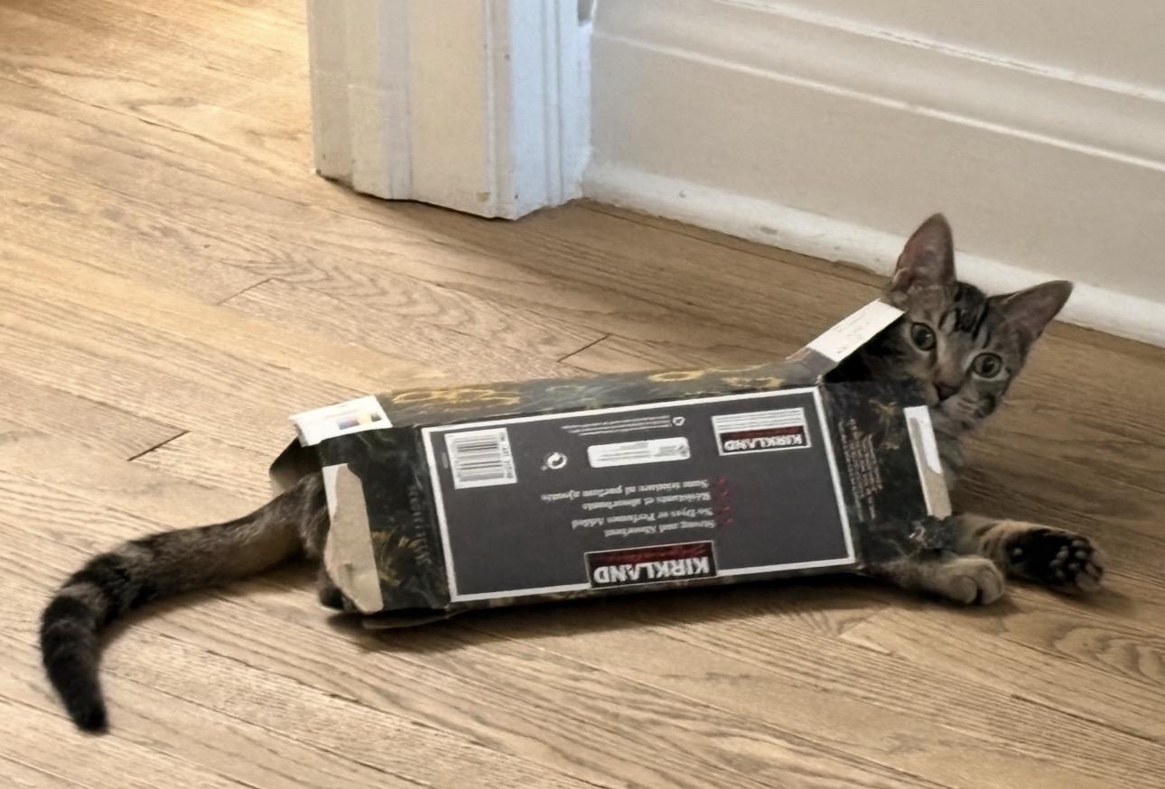 Enlarge Juno-Must be adopted as a buddy cat, a Adoptable Domestic Short Hair in Toronto, ON image 1/3