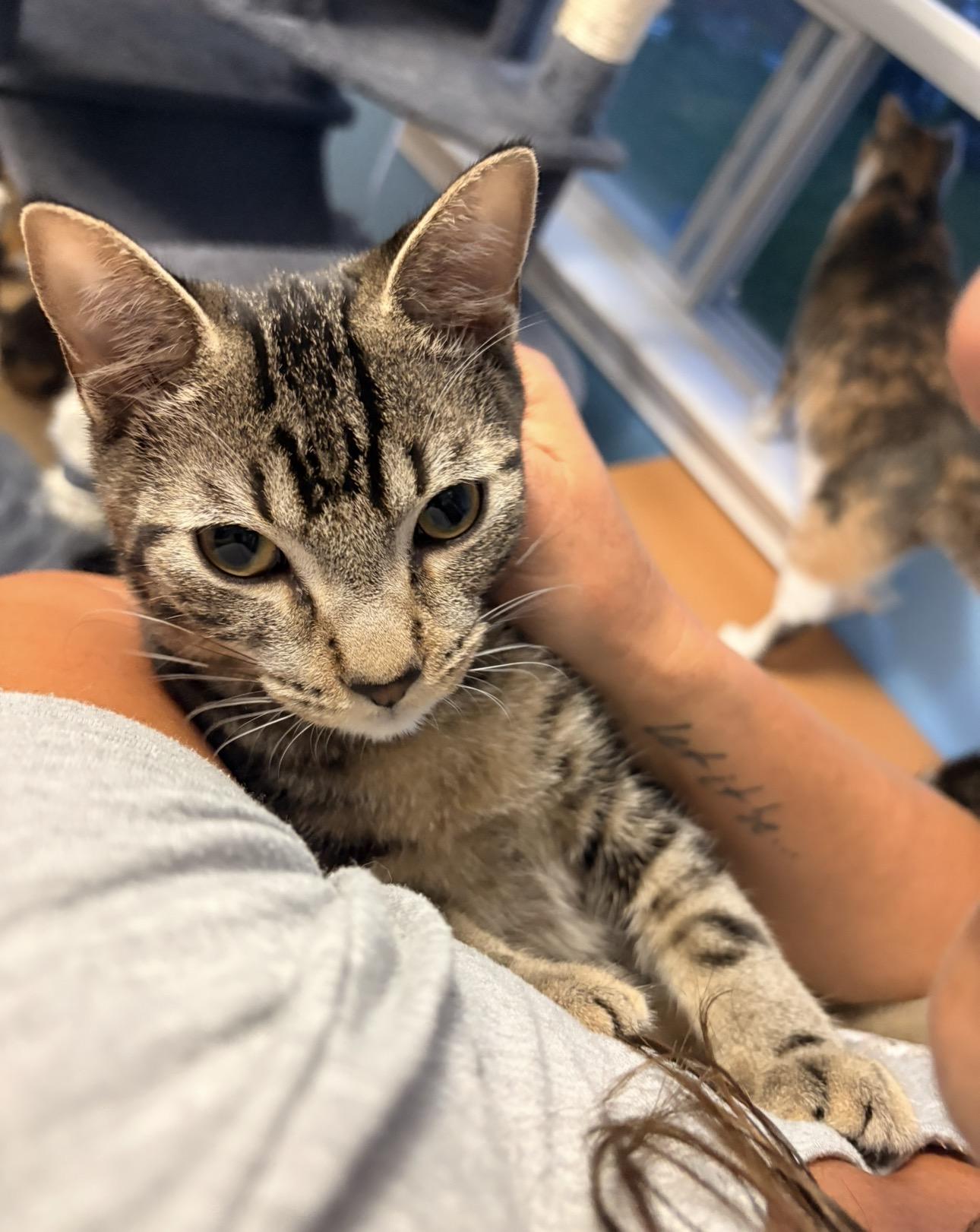 Enlarge Juno-Must be adopted as a buddy cat, a Adoptable Domestic Short Hair in Toronto, ON image 3/3