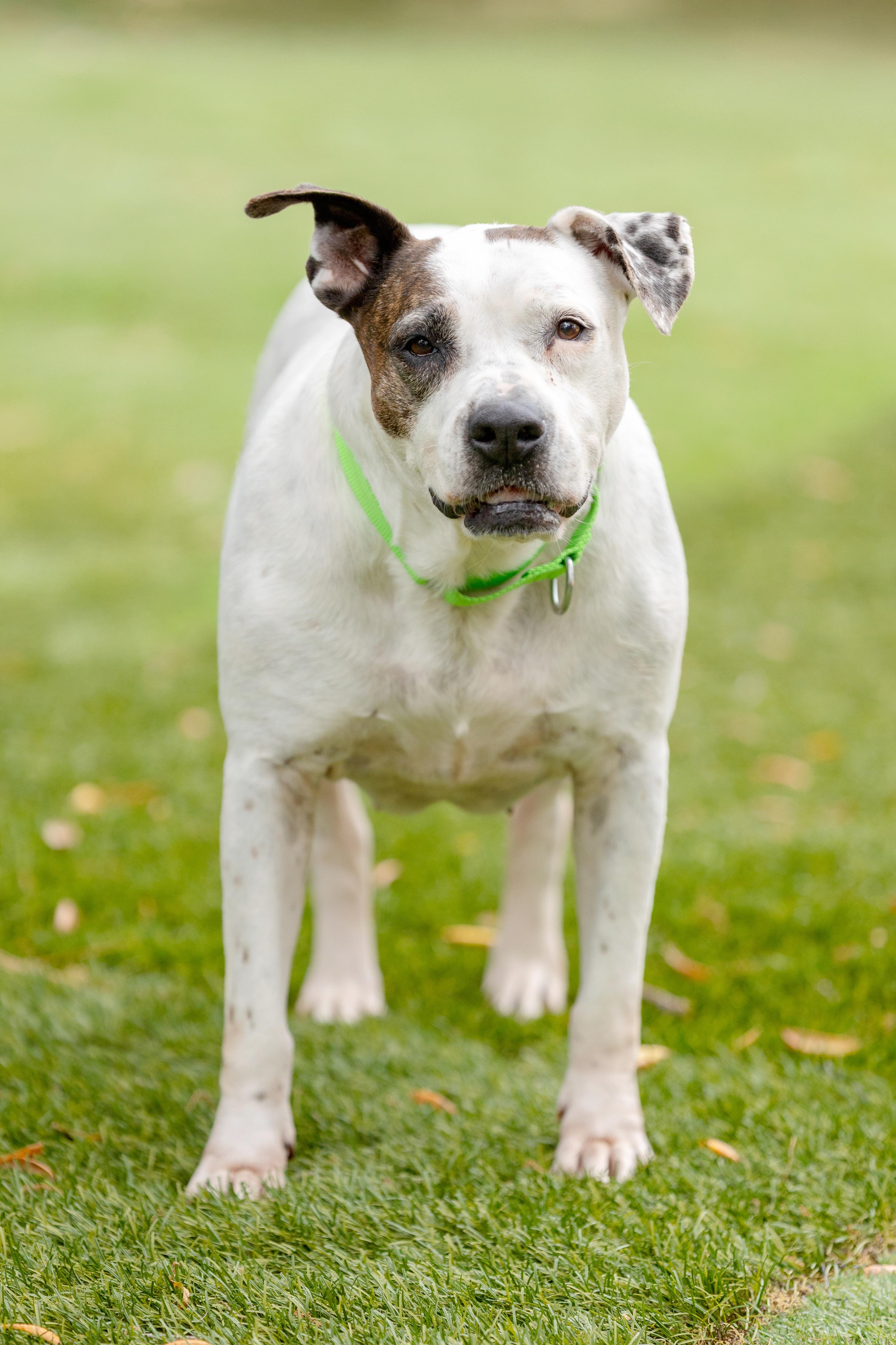 Enlarge Mama, a ADOPTABLE Pit Bull Terrier in Pawleys Island, SC image 3/6