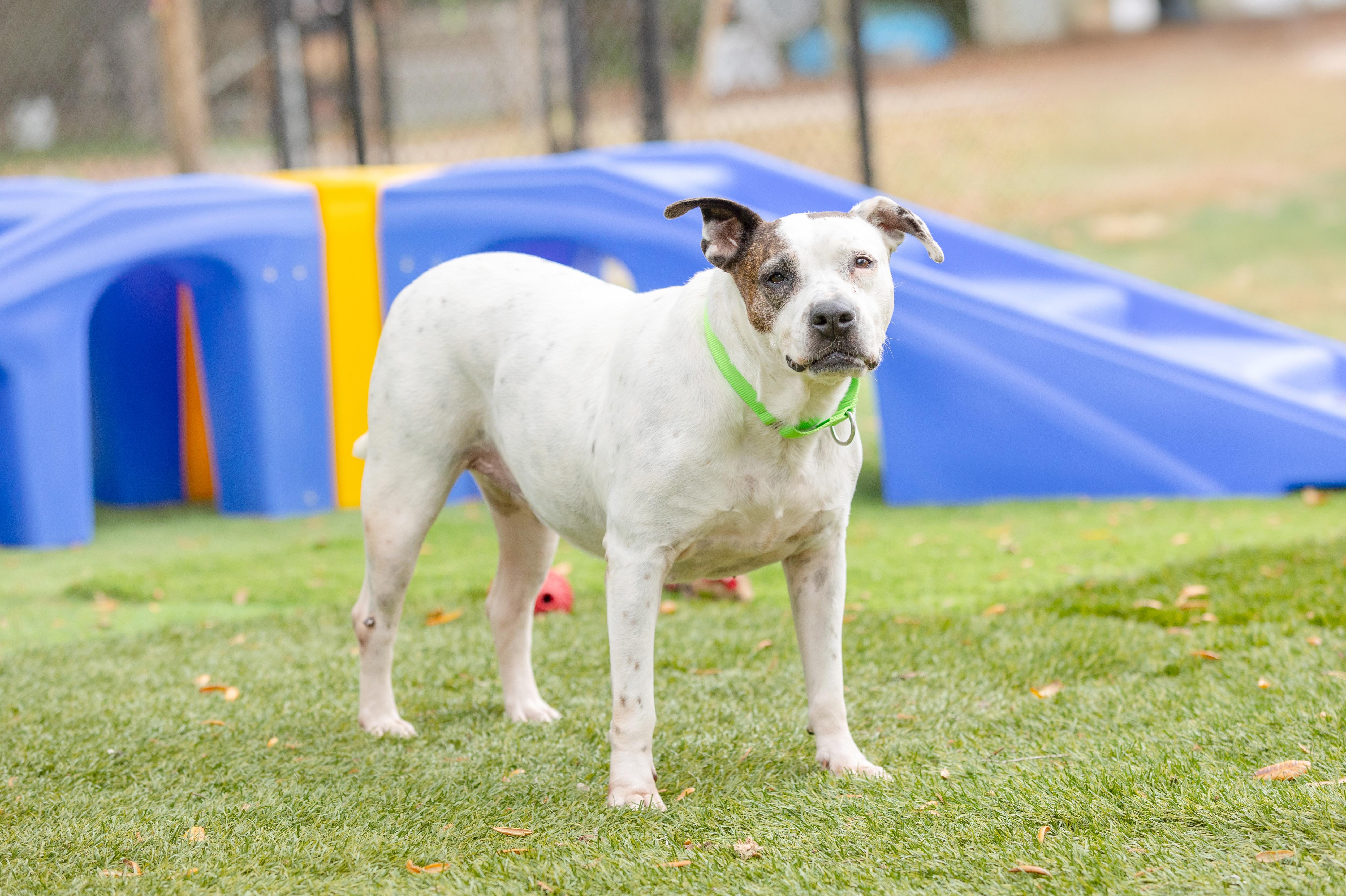 Enlarge Mama, a ADOPTABLE Pit Bull Terrier in Pawleys Island, SC image 2/6