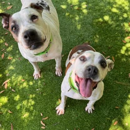 Enlarge Mama, a ADOPTABLE Pit Bull Terrier in Pawleys Island, SC image 5/6