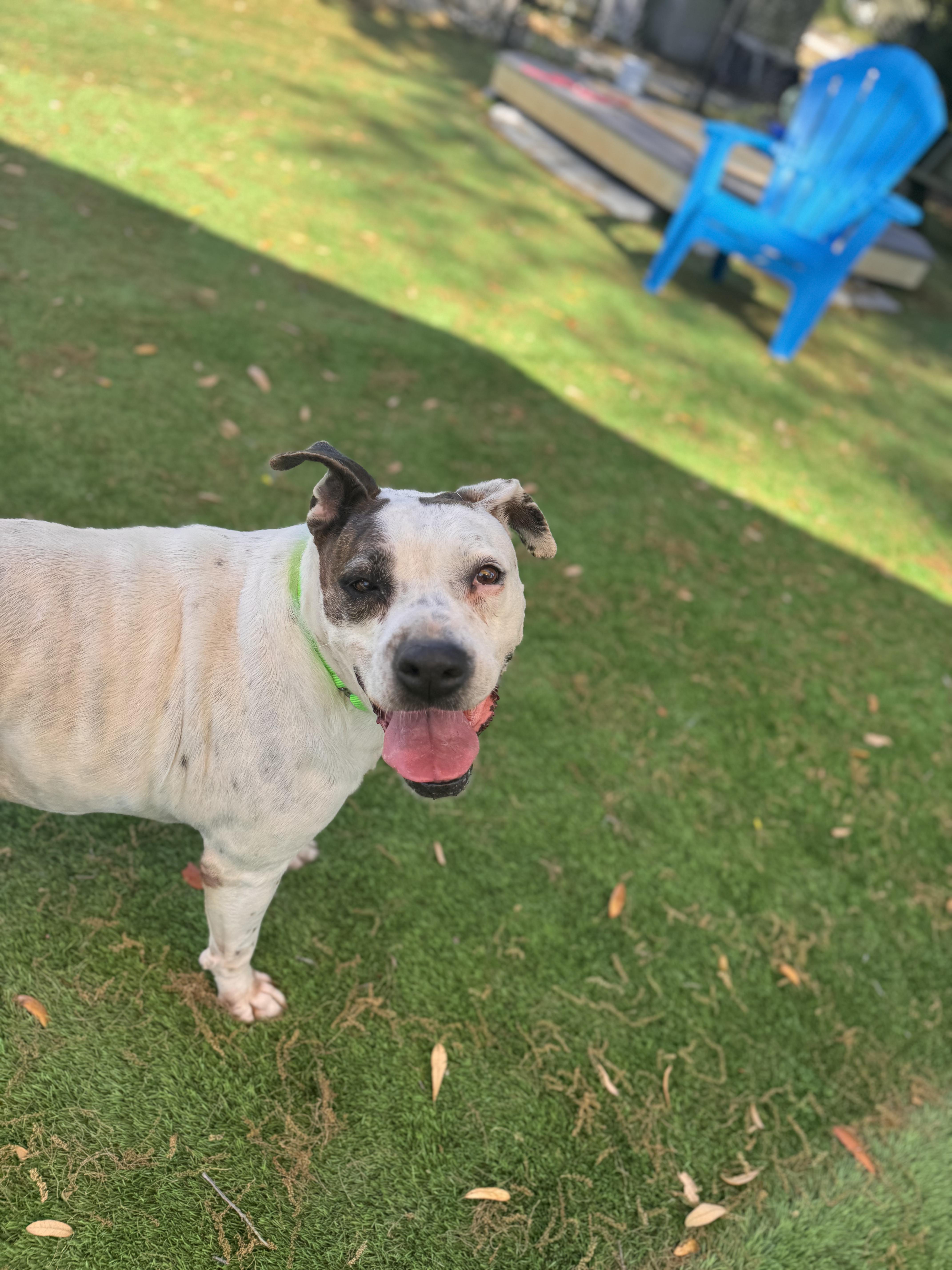 Enlarge Mama, a ADOPTABLE Pit Bull Terrier in Pawleys Island, SC image 6/6