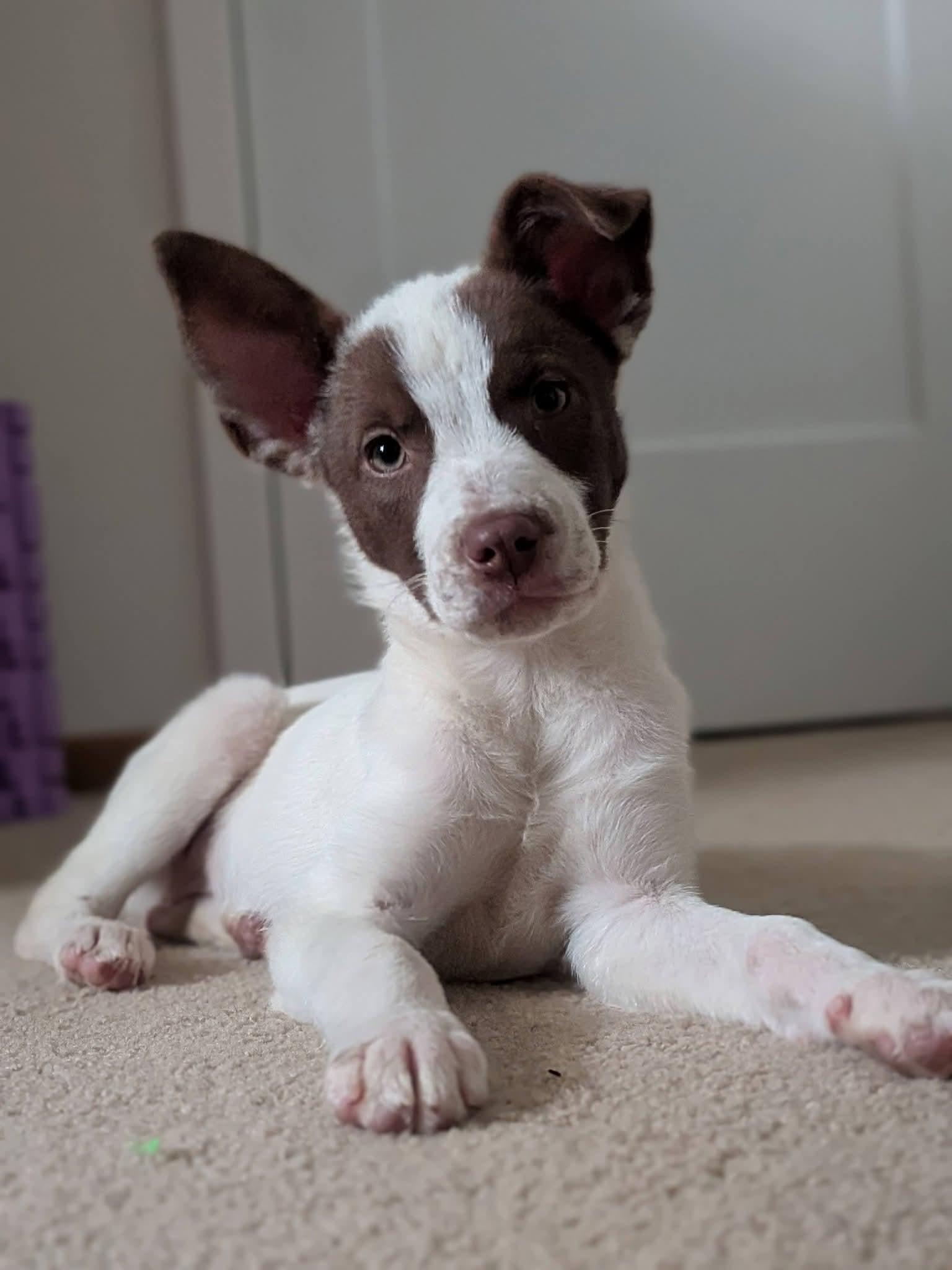 Aspen, Adoptable, Puppy Female Terrier.