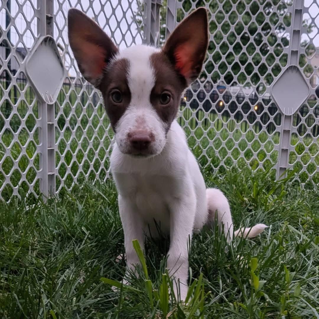 Aspen, a Adoptable Terrier in Fenton, MO image 2/2