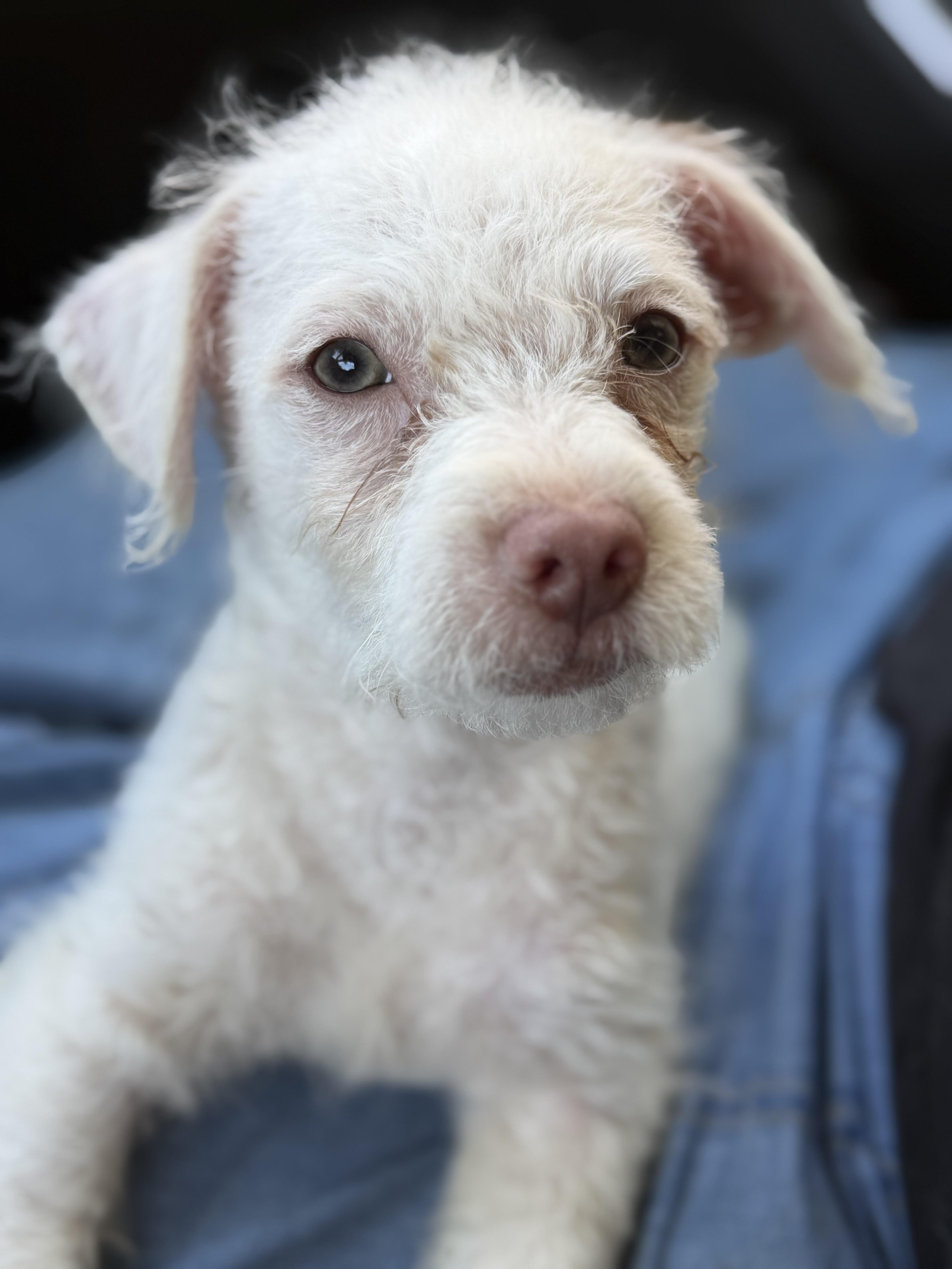 Ivory, a Adoptable mixed breed in Yuba City, CA image 4/4