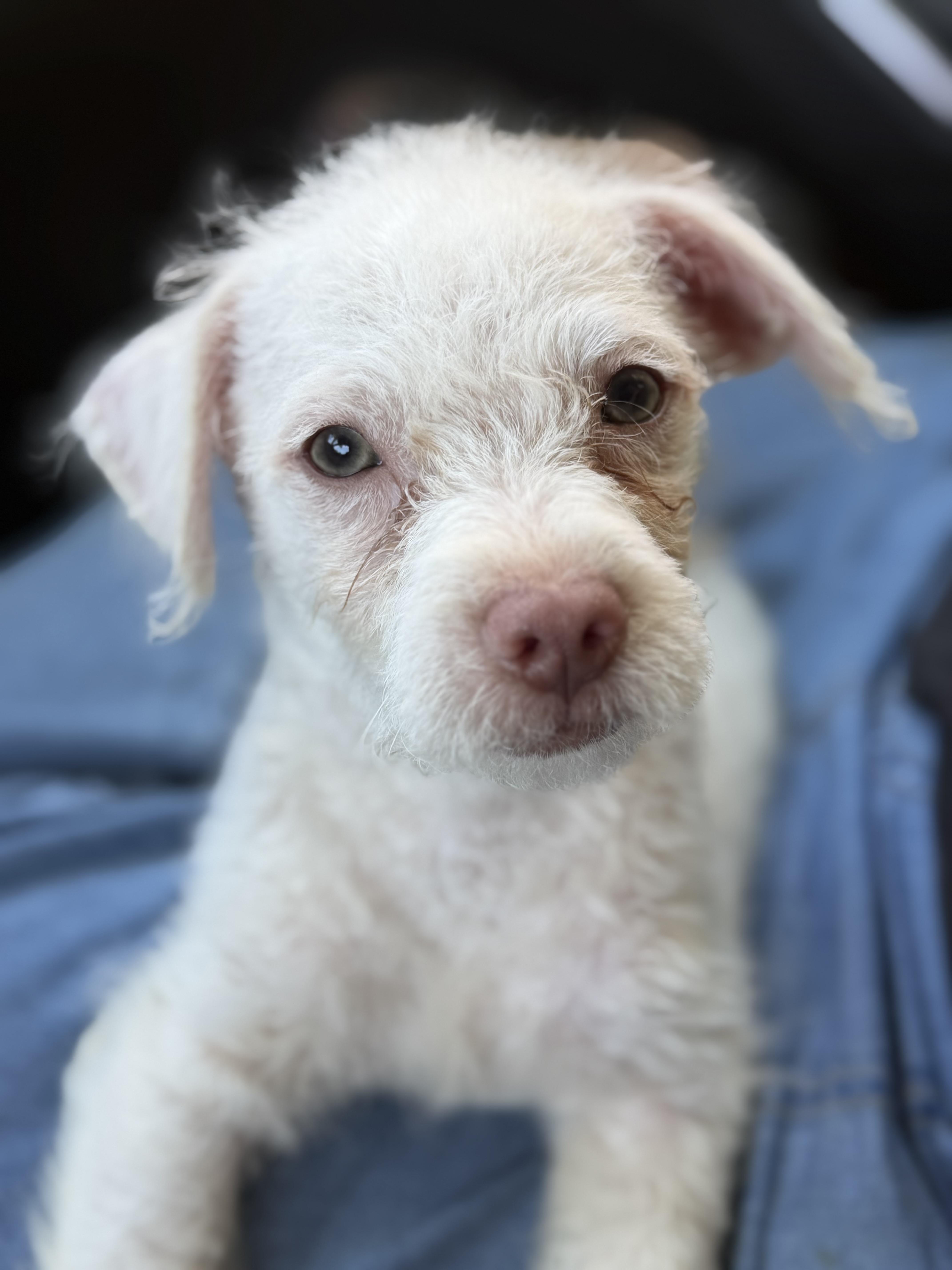 Ivory, Adoptable, Puppy Male Terrier & Poodle.