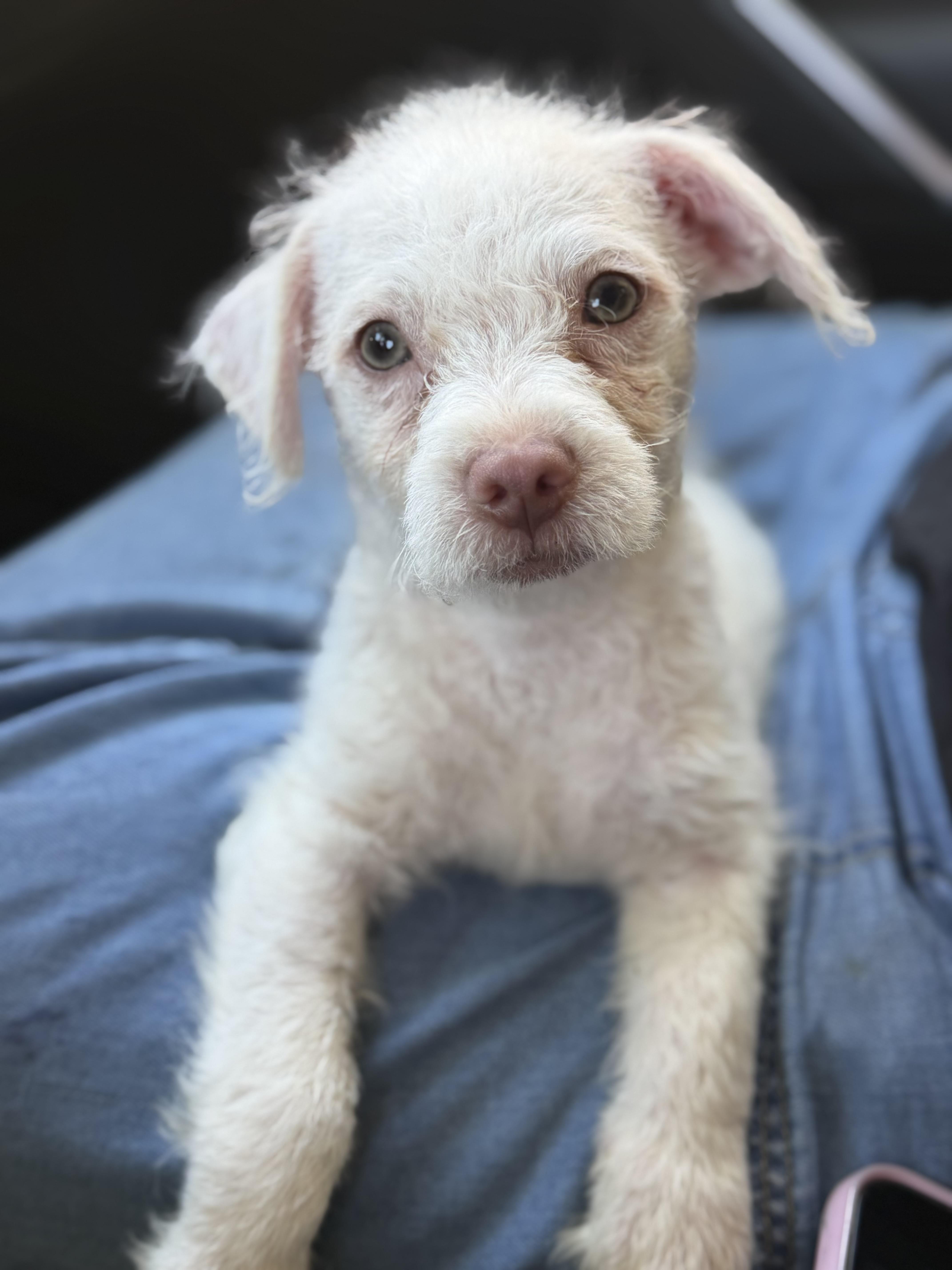 Ivory, a Adoptable mixed breed in Yuba City, CA image 2/4