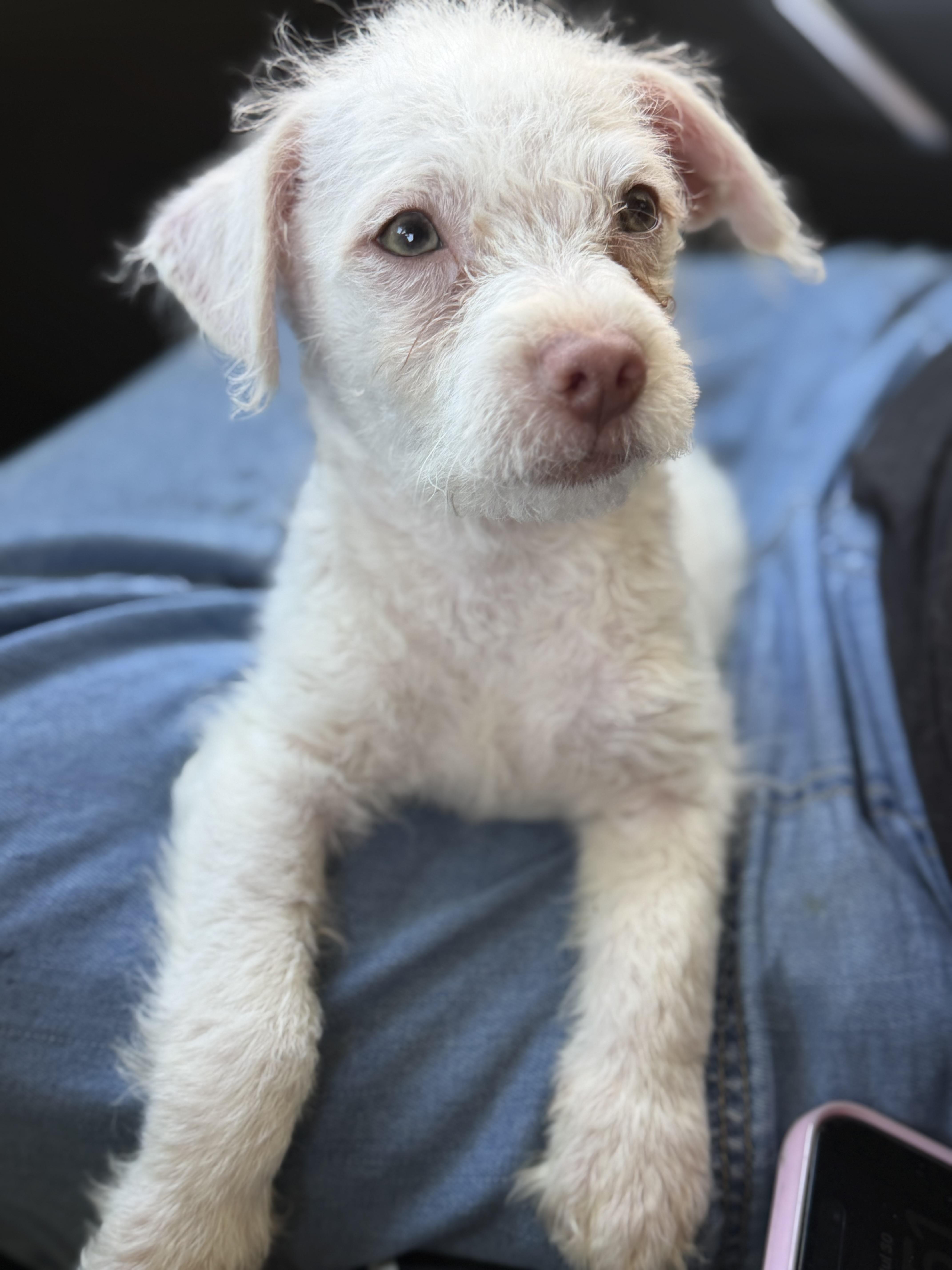 Ivory, a Adoptable mixed breed in Yuba City, CA image 3/4
