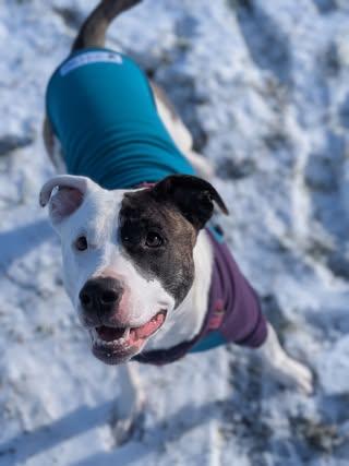 Ginnie, Adoptable, Young Female American Staffordshire Terrier.
