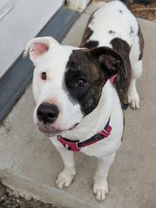 Ginnie, Adoptable, Young Female American Staffordshire Terrier.