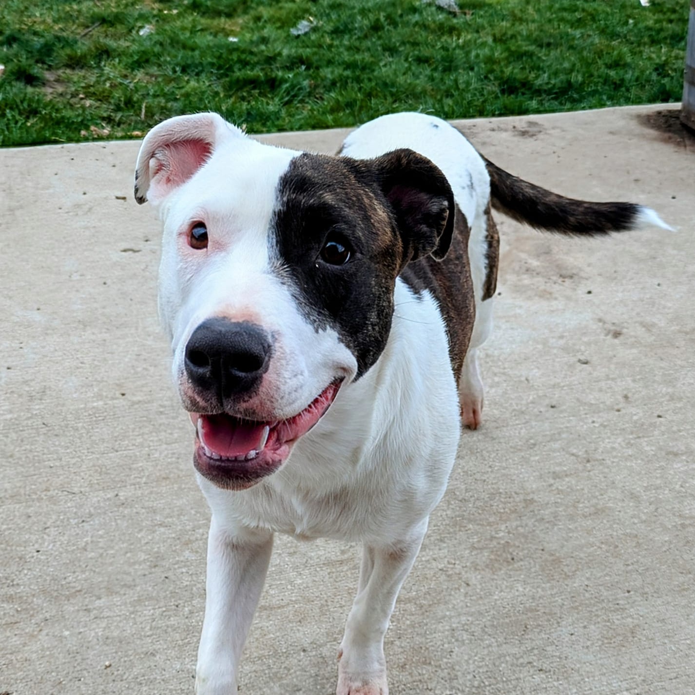 Ginnie, an adoptable American Staffordshire Terrier in Watertown, WI, 53094 | Photo Image 4