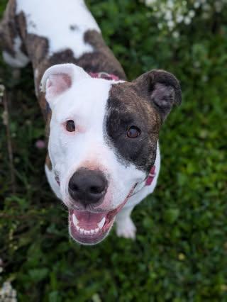 Ginnie, Adoptable, Young Female American Staffordshire Terrier.
