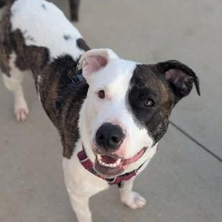 Ginnie, a Adoptable American Staffordshire Terrier in Watertown, WI image 4/4