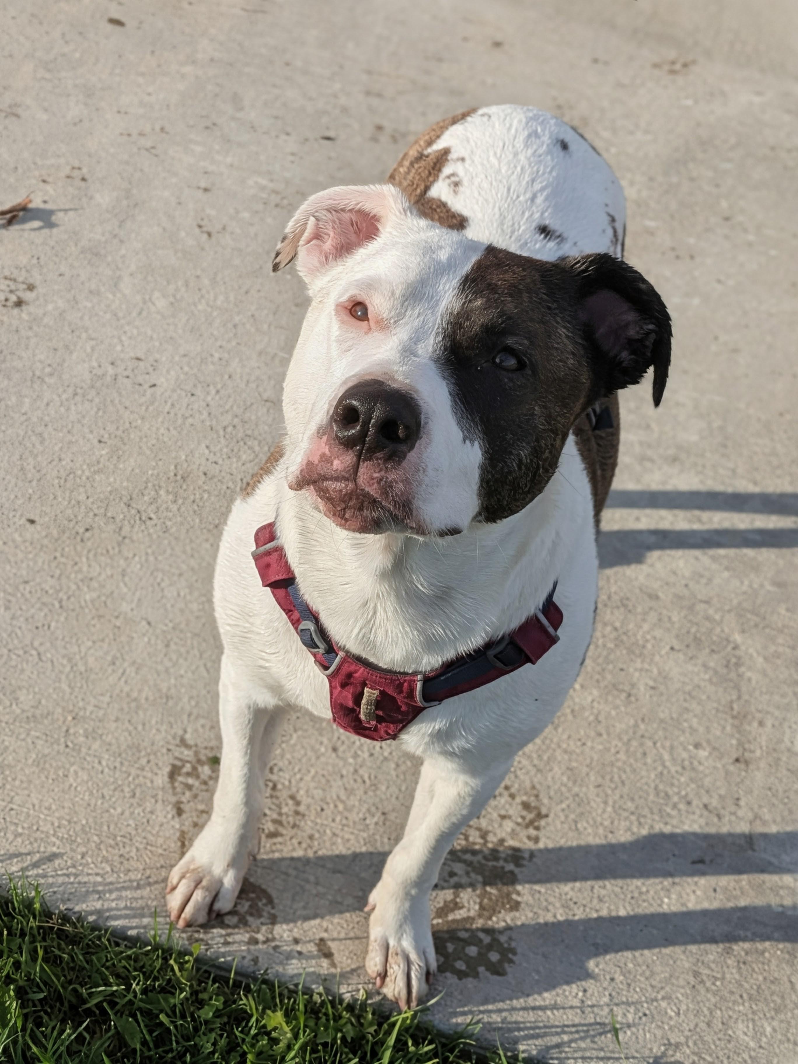 Enlarge Ginnie, a Adoptable American Staffordshire Terrier in Watertown, WI image 2/6