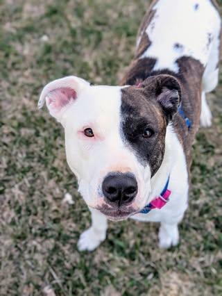 Ginnie, an adoptable American Staffordshire Terrier in Watertown, WI, 53094 | Photo Image 3