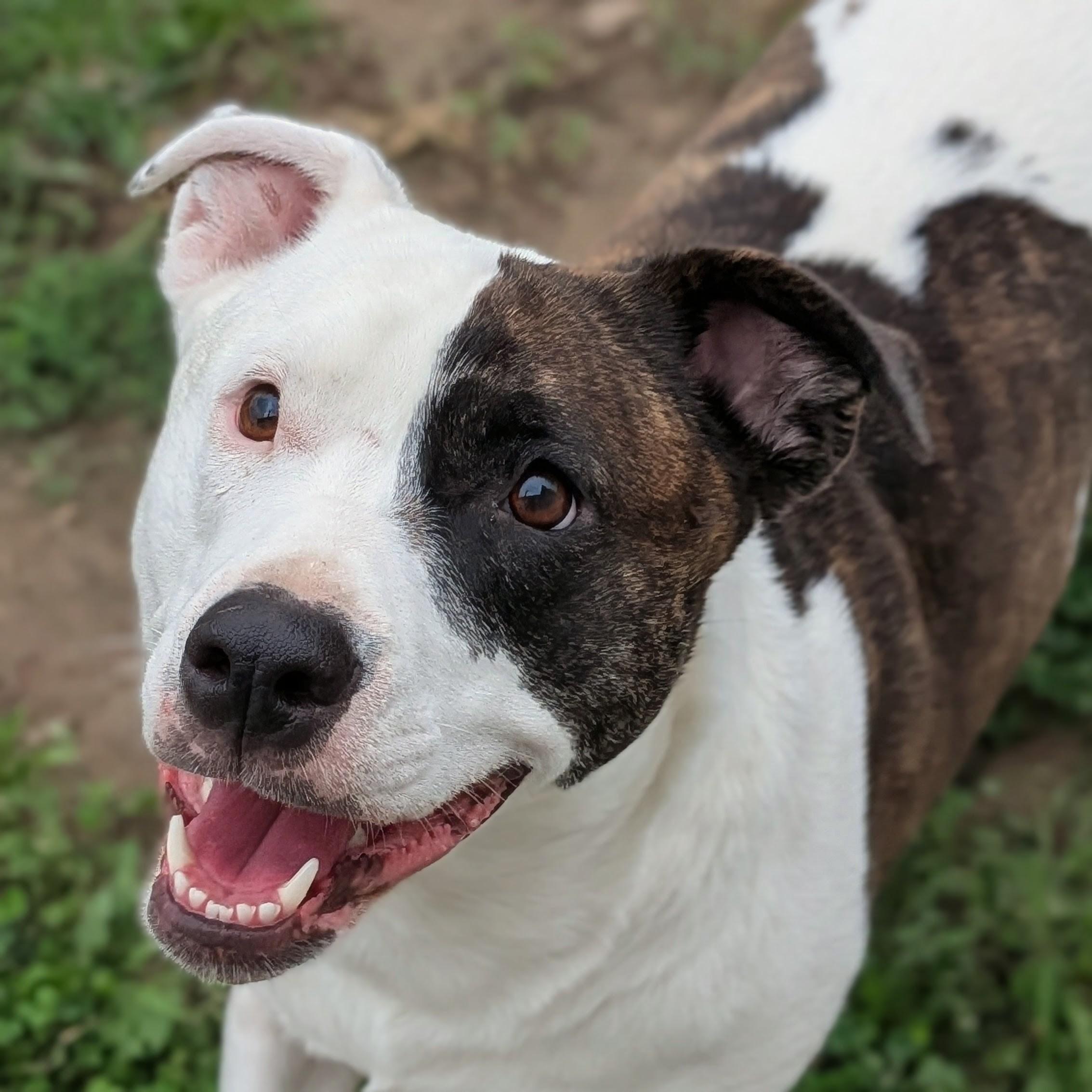 Ginnie, Adoptable, Young Female American Staffordshire Terrier.