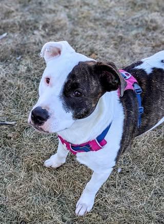 Ginnie, an adoptable American Staffordshire Terrier in Watertown, WI, 53094 | Photo Image 5