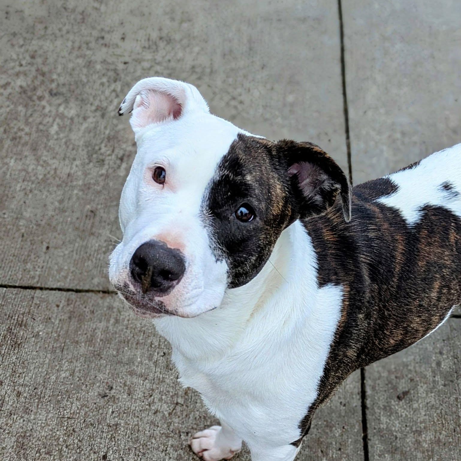 Ginnie, an adoptable American Staffordshire Terrier in Watertown, WI, 53094 | Photo Image 1