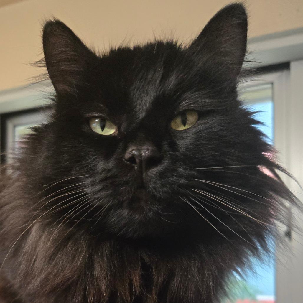 Tank, ADOPTABLE, Young Male Domestic Long Hair.