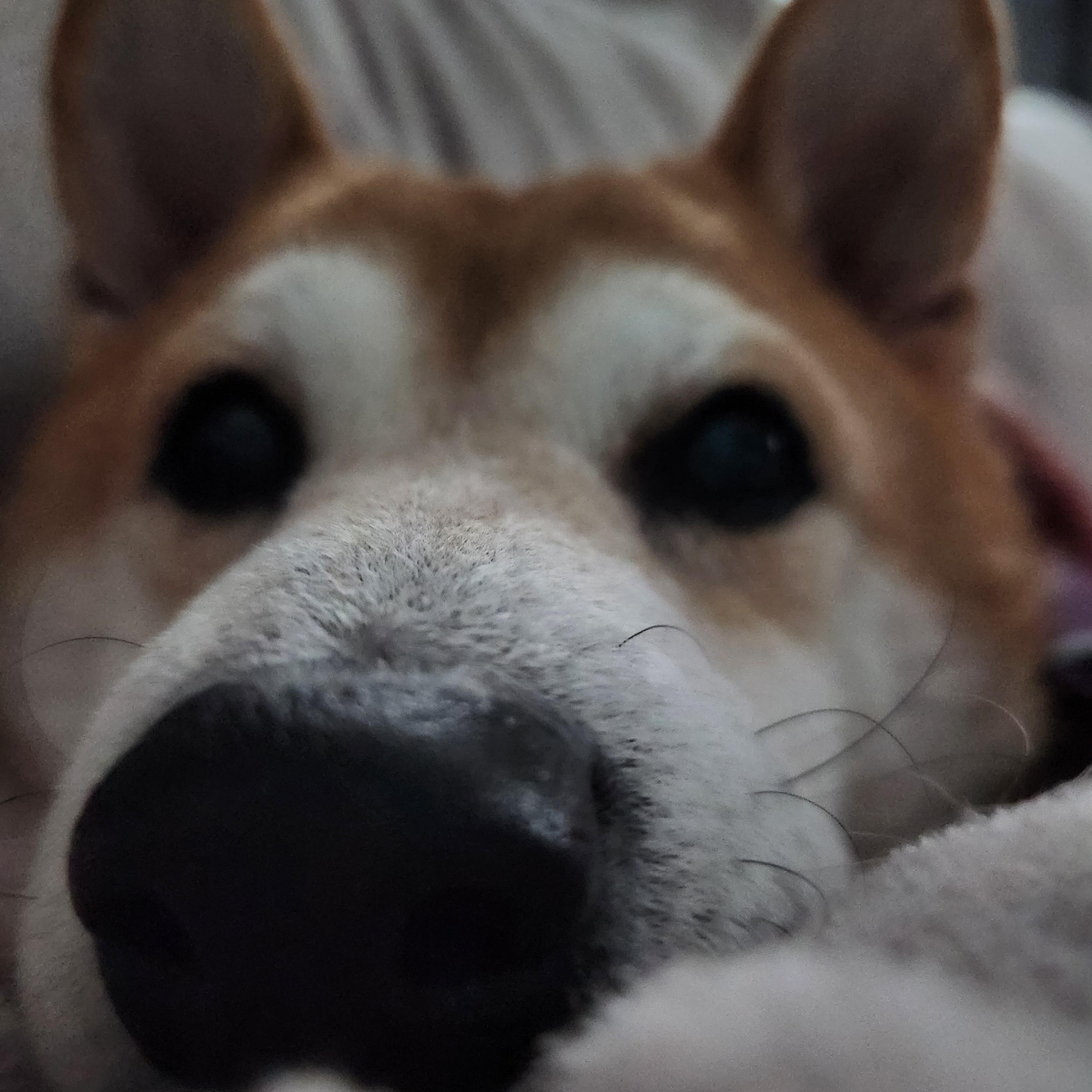 Enlarge Sadie, a ADOPTABLE Shiba Inu in Sussex, WI image 4/6