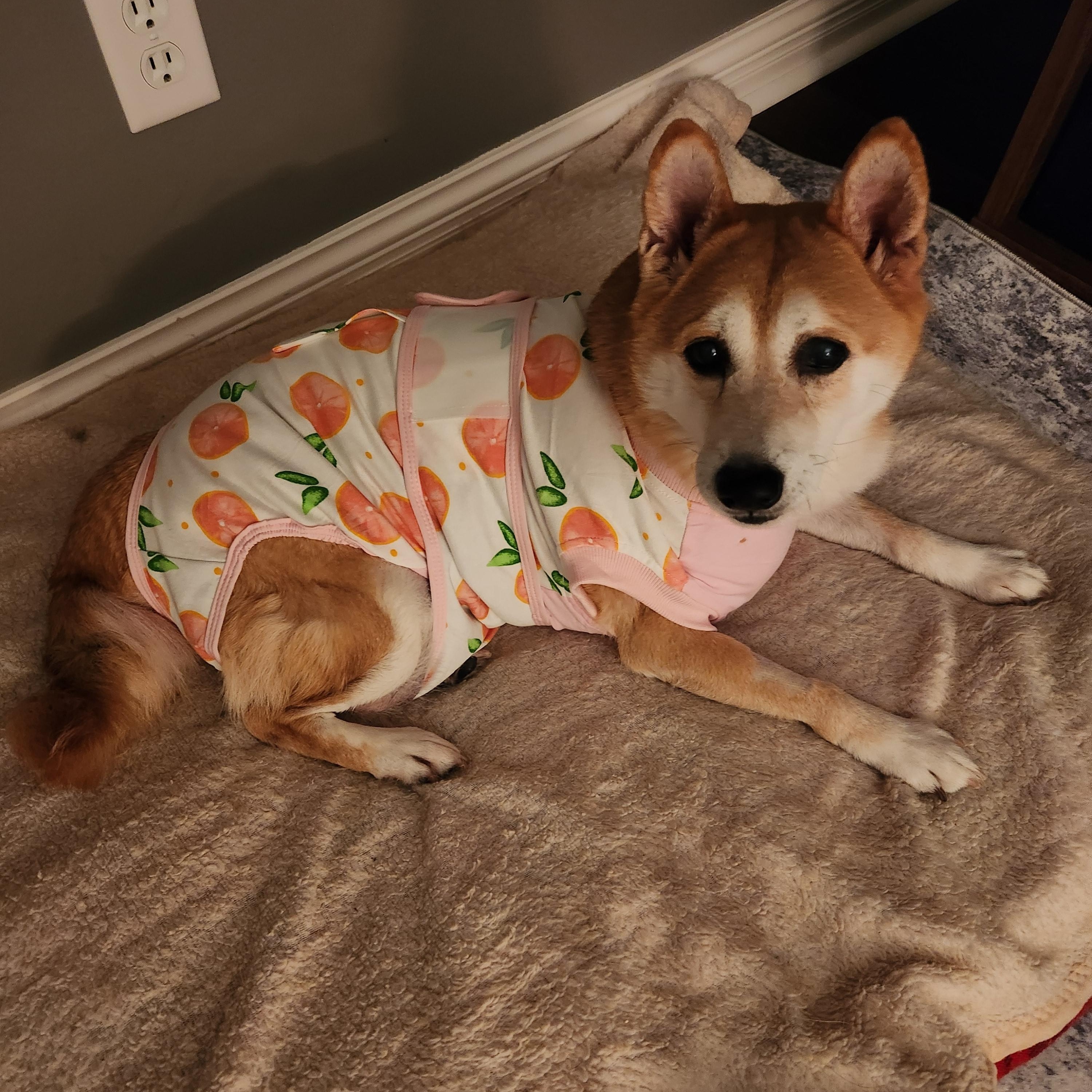 Sadie, ADOPTABLE, Senior Female Shiba Inu.