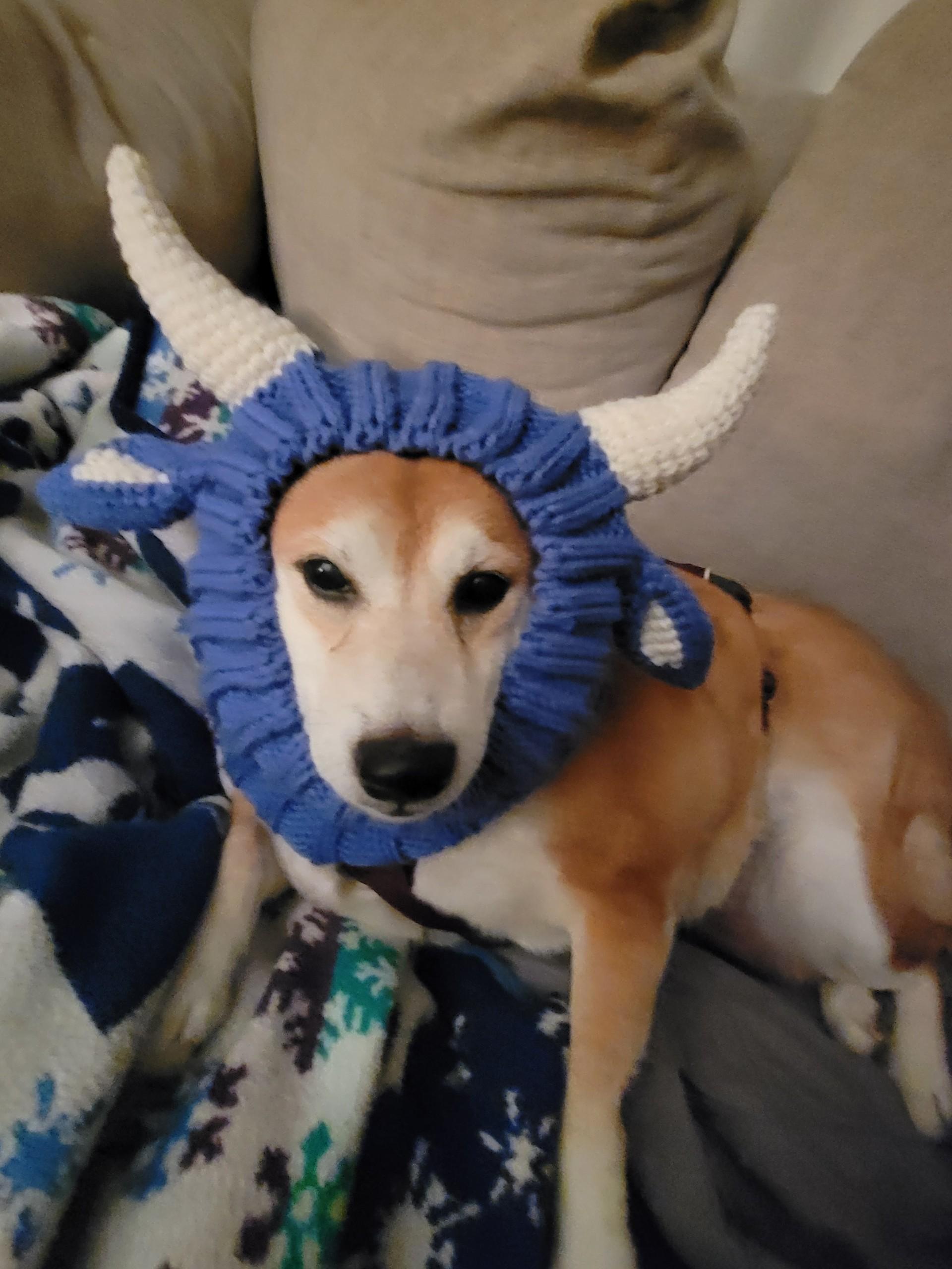 Enlarge Sadie, a ADOPTABLE Shiba Inu in Sussex, WI image 5/6