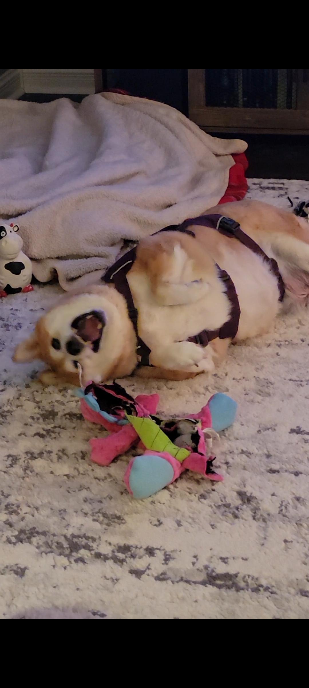 Enlarge Sadie, a ADOPTABLE Shiba Inu in Sussex, WI image 3/6