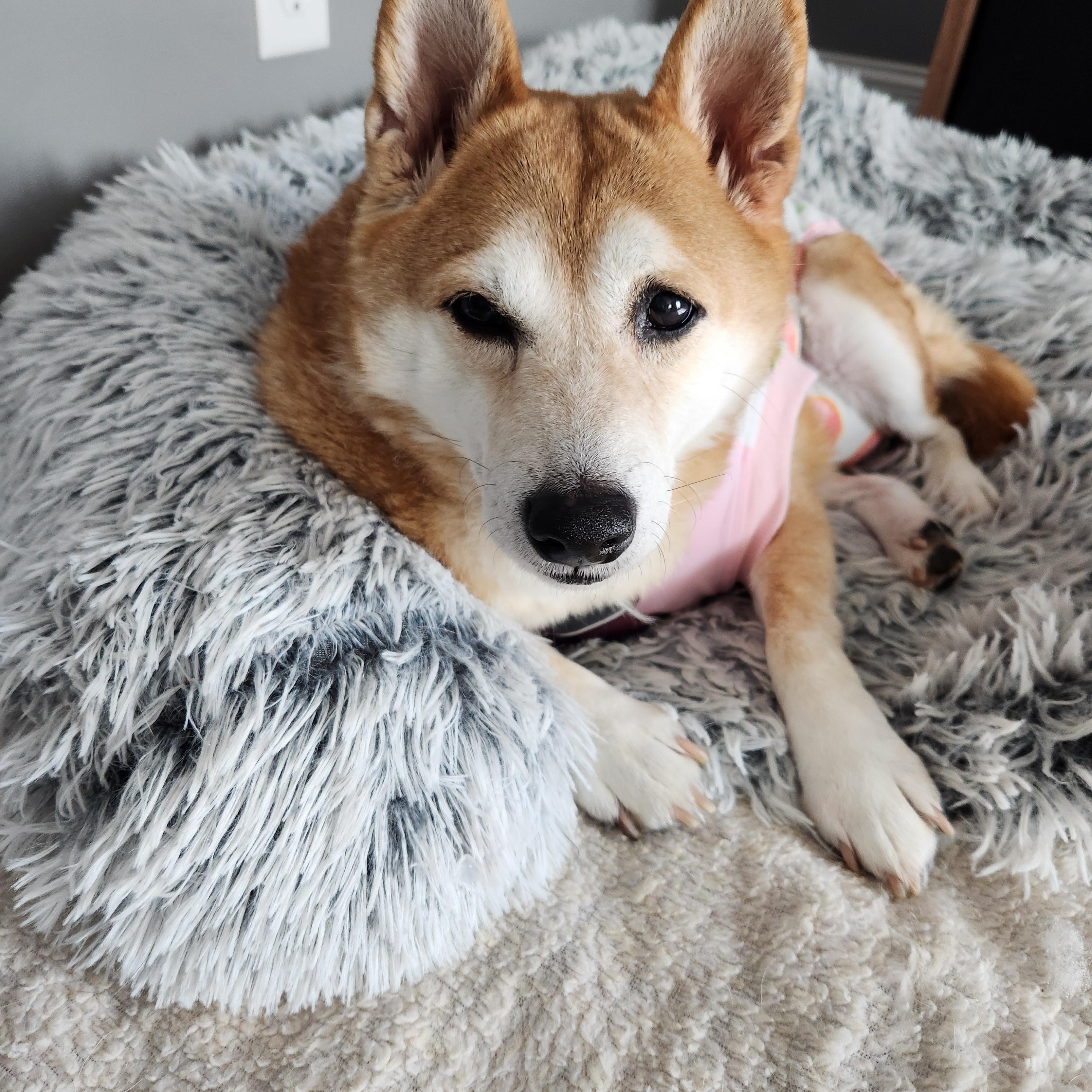 Enlarge Sadie, a ADOPTABLE Shiba Inu in Sussex, WI image 6/6