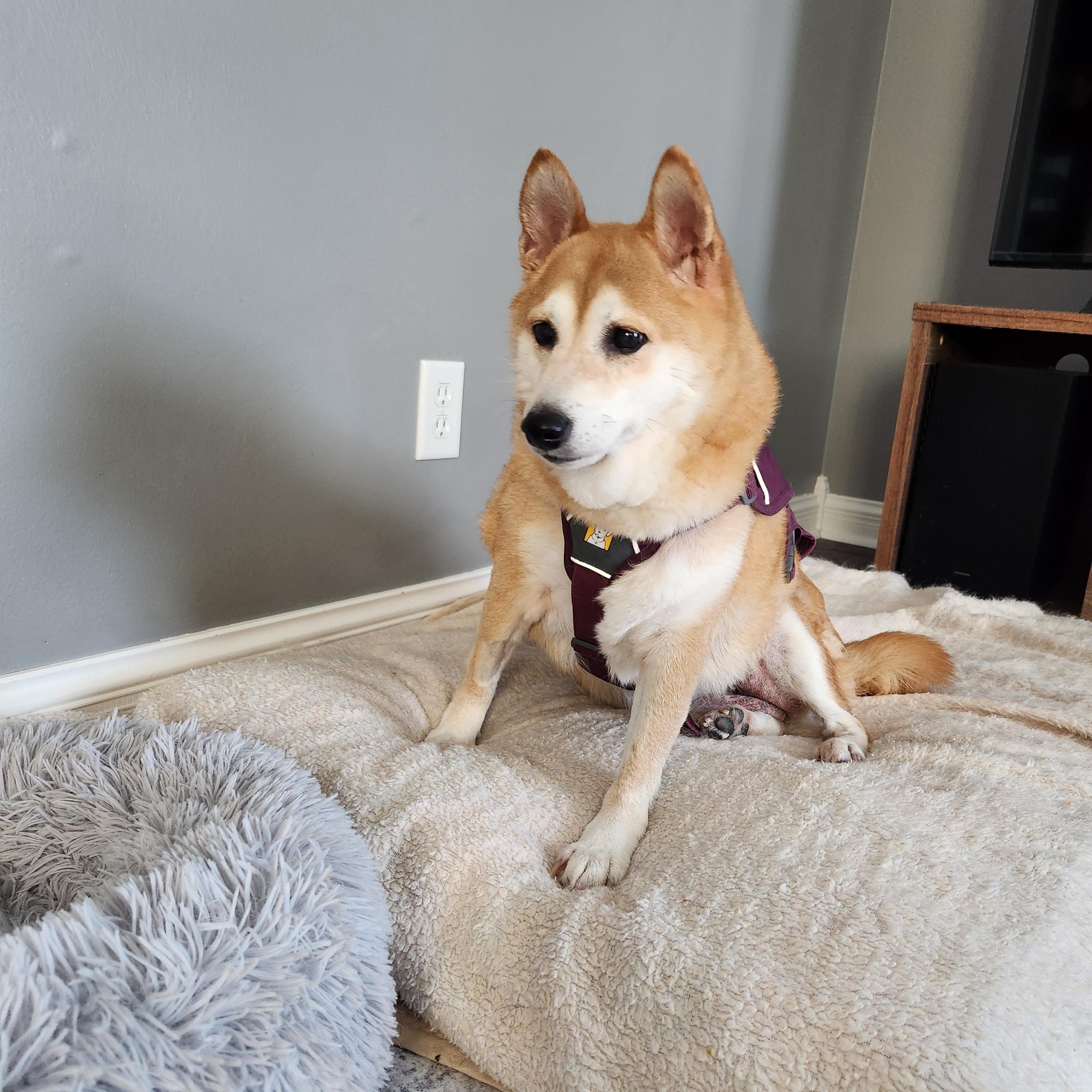 Enlarge Sadie, a ADOPTABLE Shiba Inu in Sussex, WI image 2/6