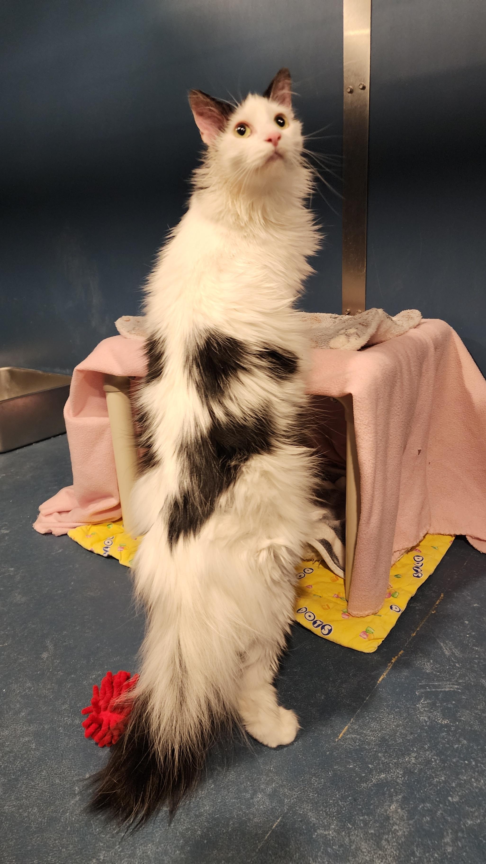 Smokey, a ADOPTABLE Domestic Long Hair in Ely, MN image 2/2