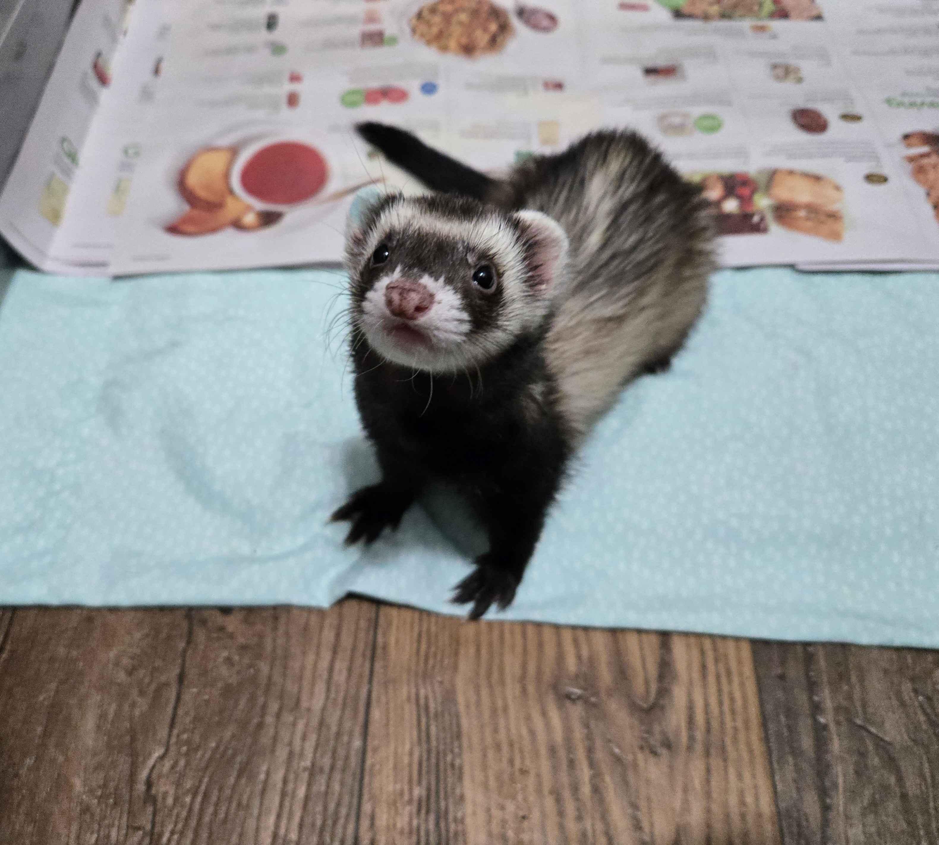 Precious, ADOPTABLE, Adult Female Ferret.