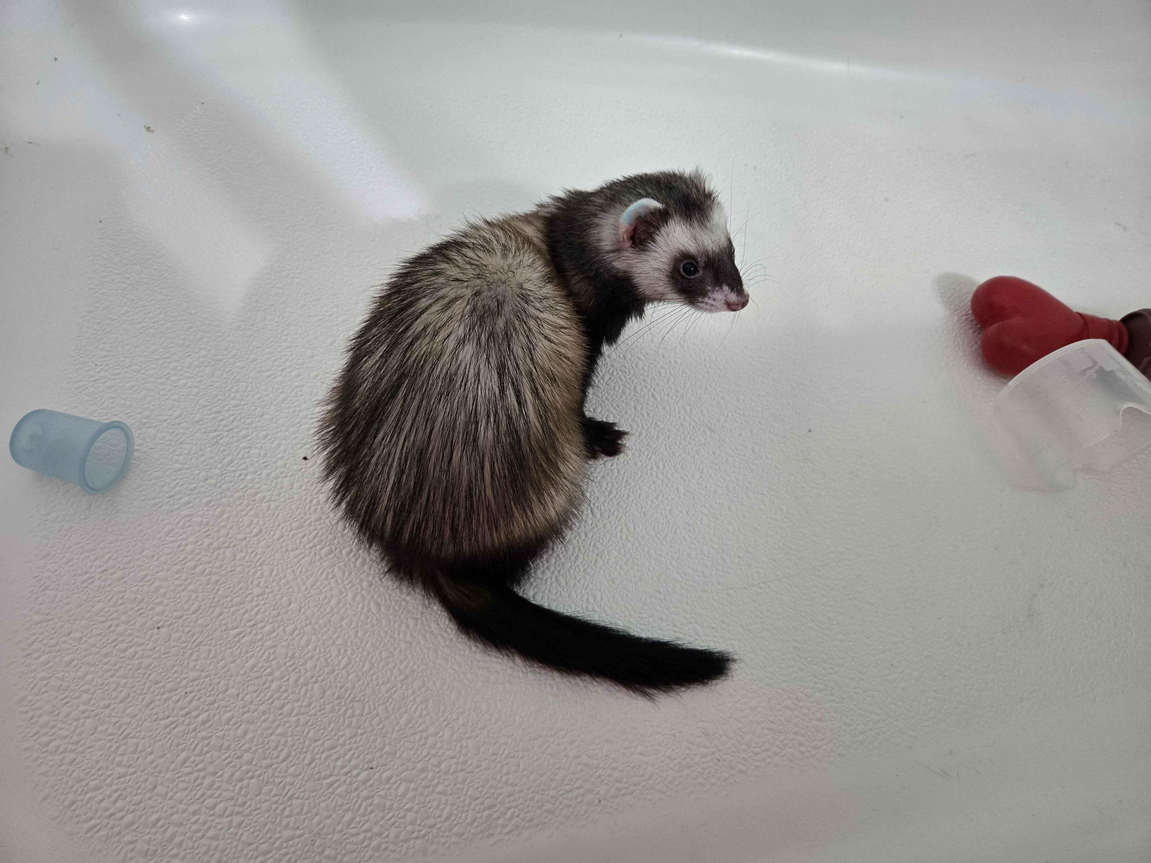Enlarge Precious, a ADOPTABLE Ferret in Acworth, GA image 2/2