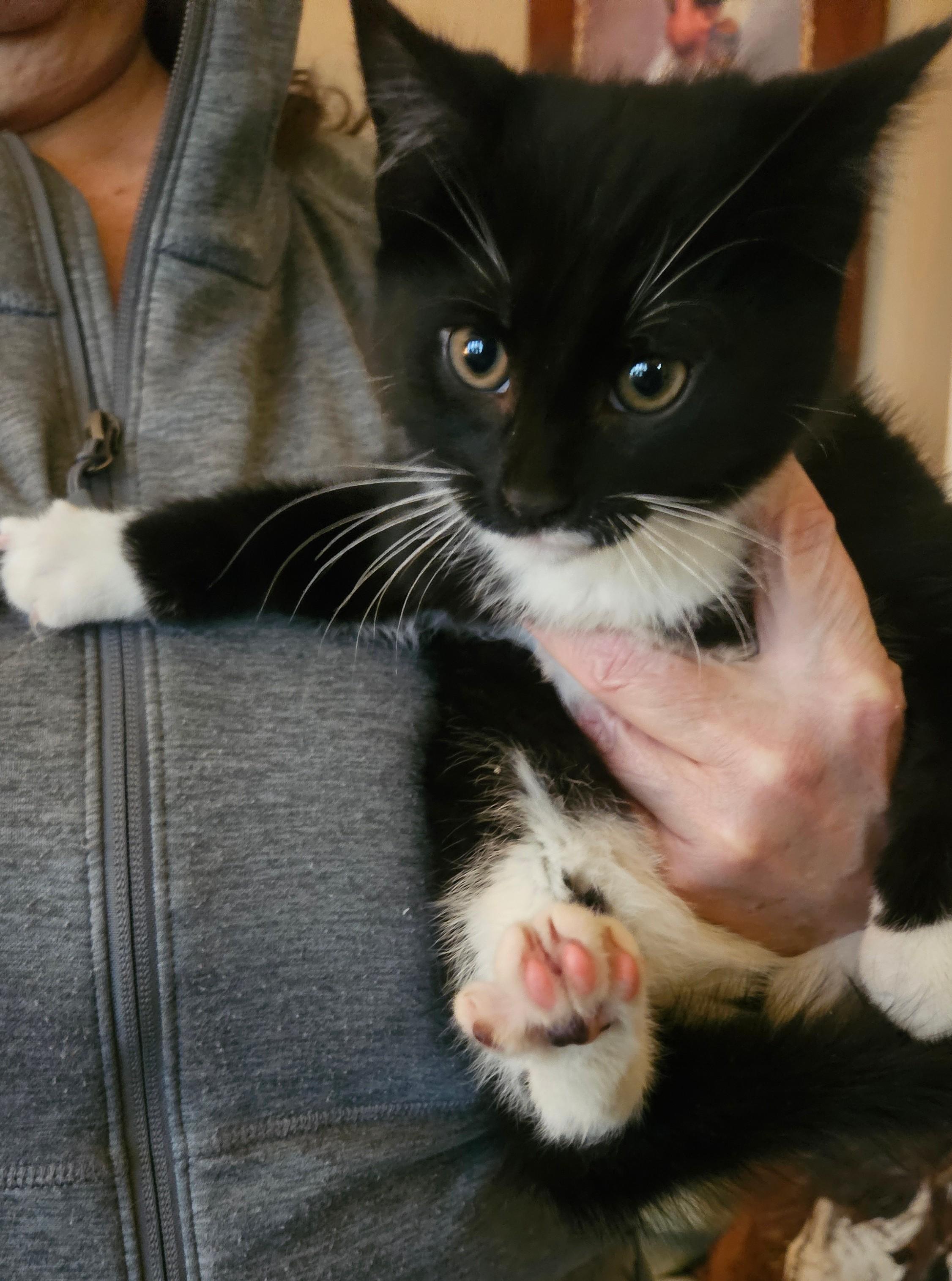 Enlarge June Bug, a ADOPTABLE mixed breed in Toms River, NJ image 1/1