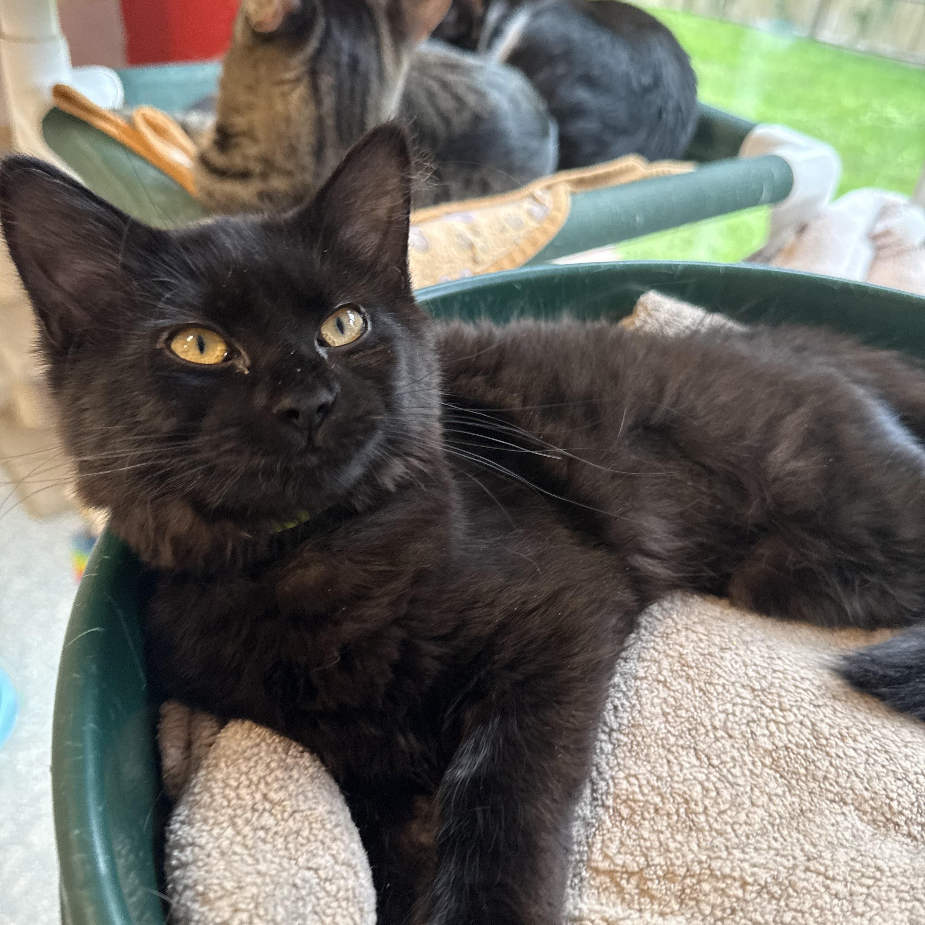 Enlarge R2D2, a Adopted Domestic Short Hair in North Haven, CT image 2/2
