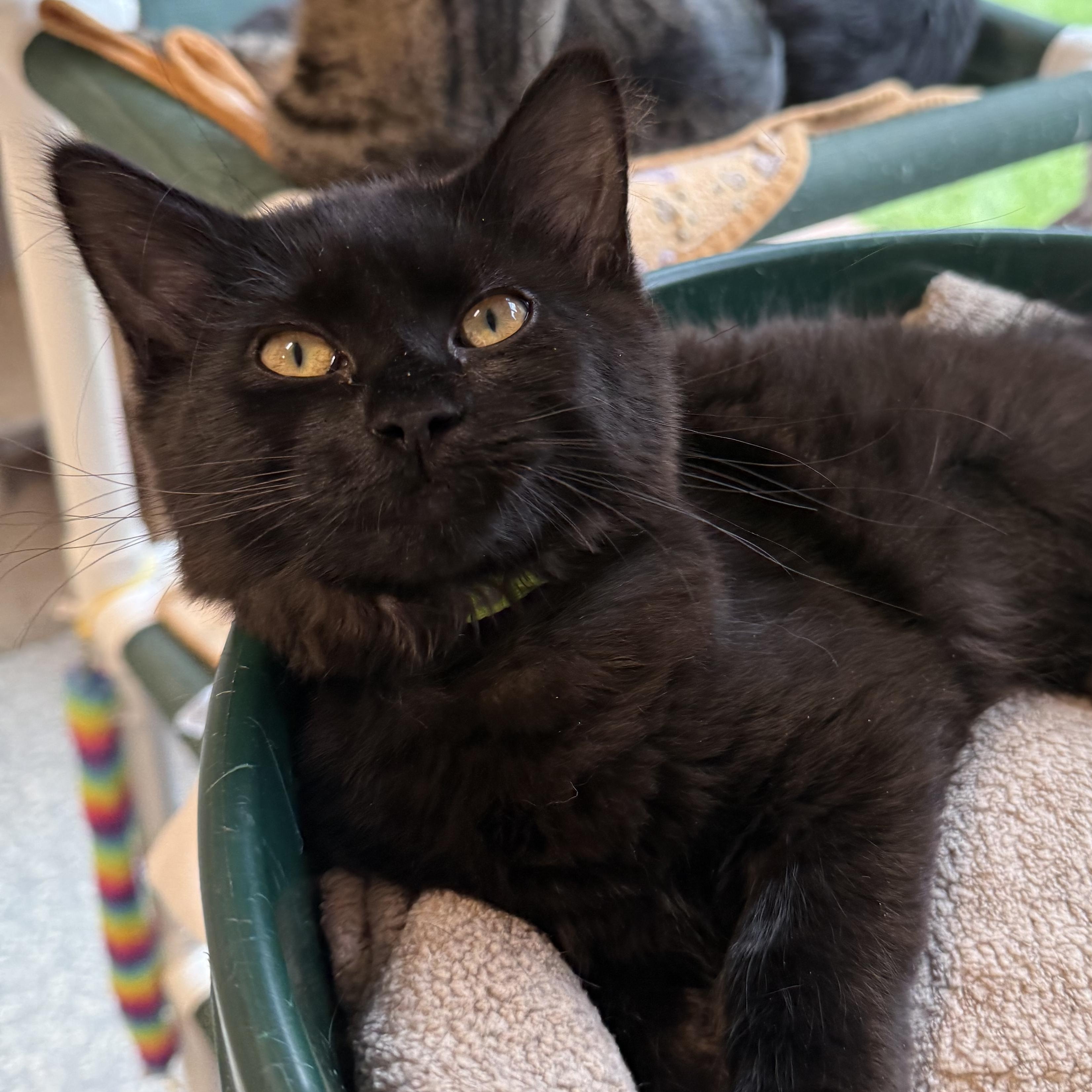 R2D2, Adopted, Kitten Female Domestic Short Hair.