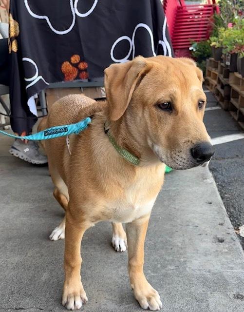 Smitty, Adoptable, Puppy Male Shepherd & Boxer.