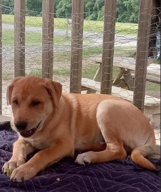 Enlarge Smitty, a Adoptable mixed breed in Mocksville, NC image 2/4