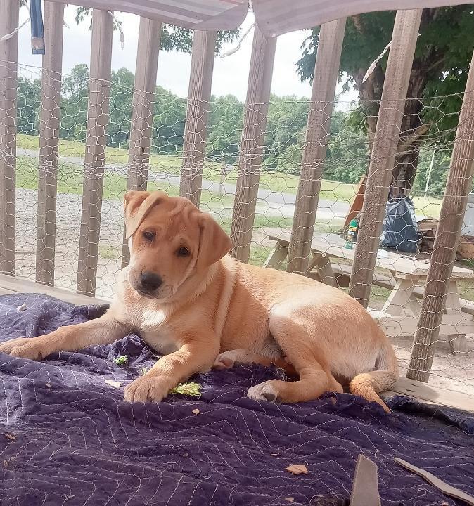 Enlarge Smitty, a Adoptable mixed breed in Mocksville, NC image 3/4