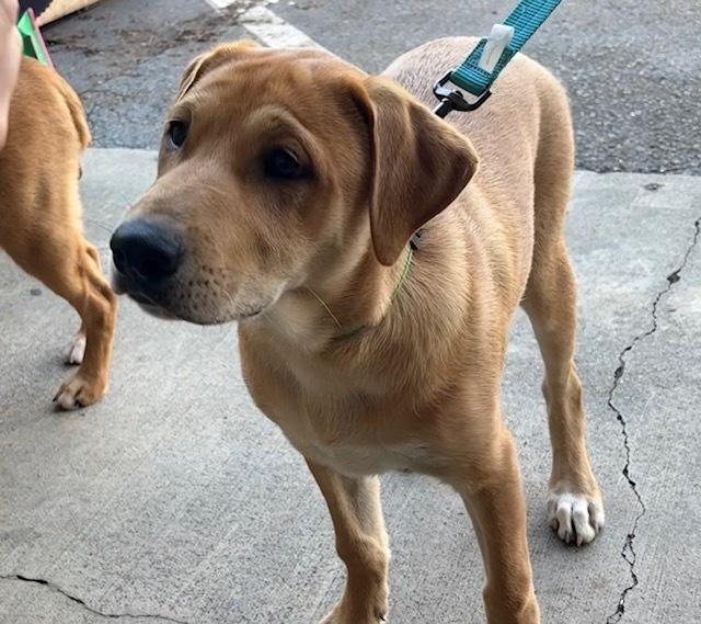 Enlarge Smitty, a Adoptable mixed breed in Mocksville, NC image 4/4