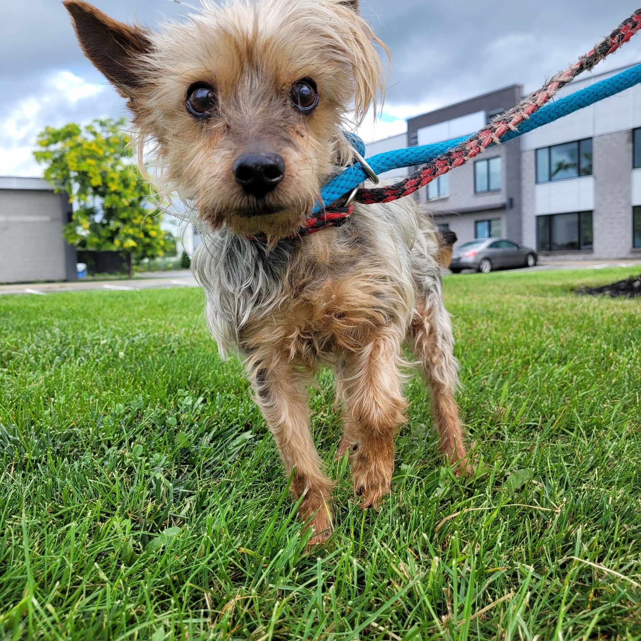 Enlarge Tyson (En Famille d’Accueil/In Foster), a Adoptable Yorkshire Terrier in Vaudreuil-Dorion, QC image 2/4