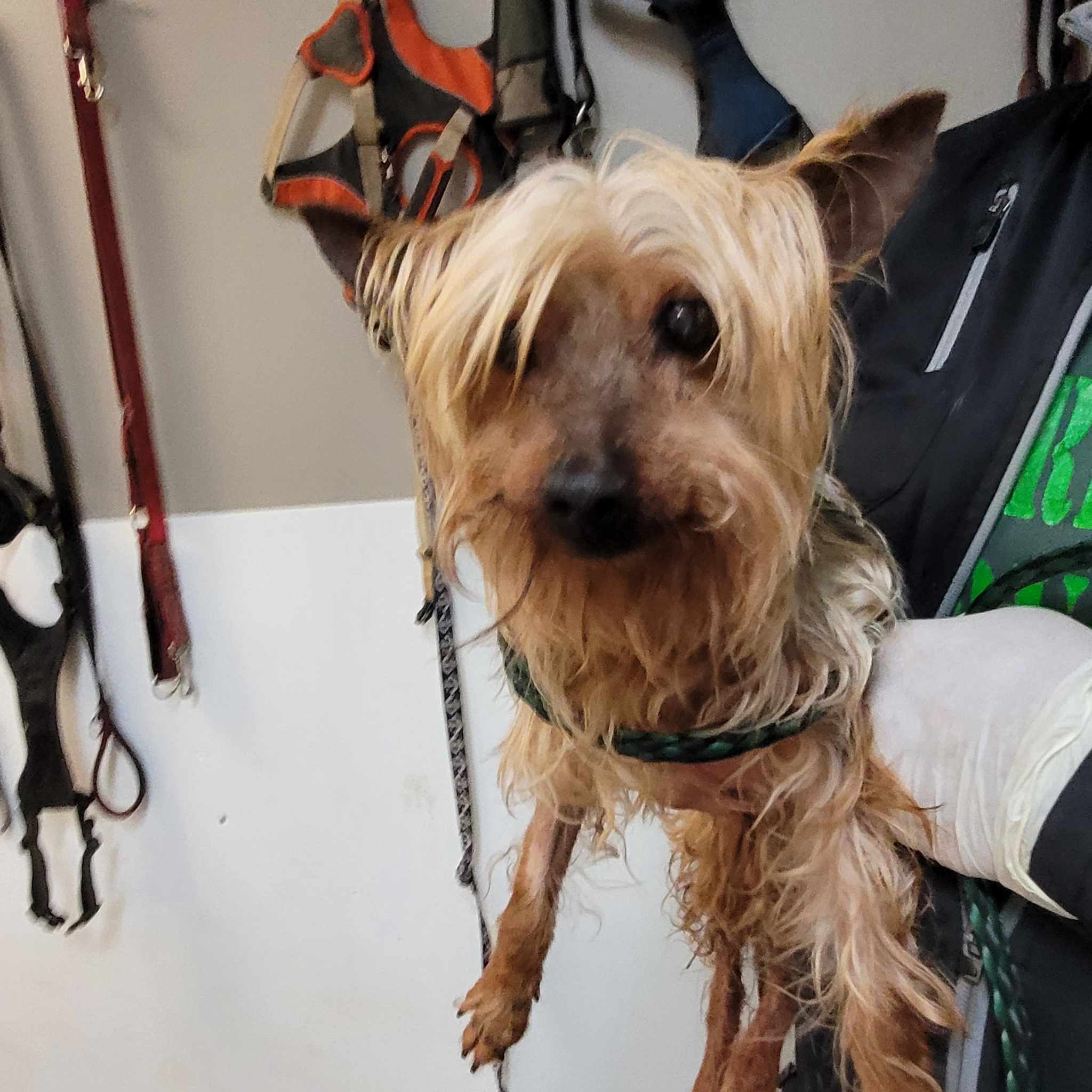 Enlarge Tyson (En Famille d’Accueil/In Foster), a Adoptable Yorkshire Terrier in Vaudreuil-Dorion, QC image 4/4