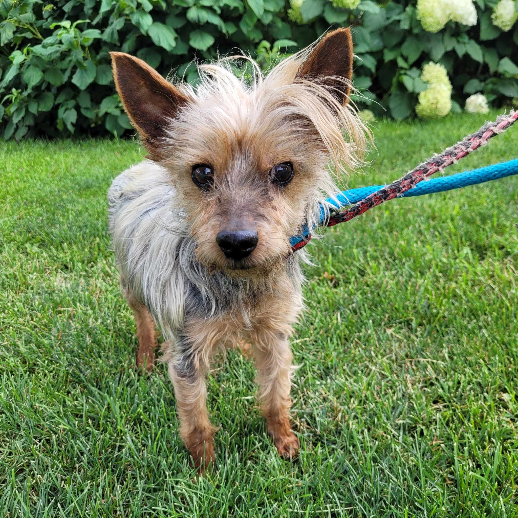 Tyson (En Famille d’Accueil/In Foster), Adoptable, Senior Male Yorkshire Terrier.