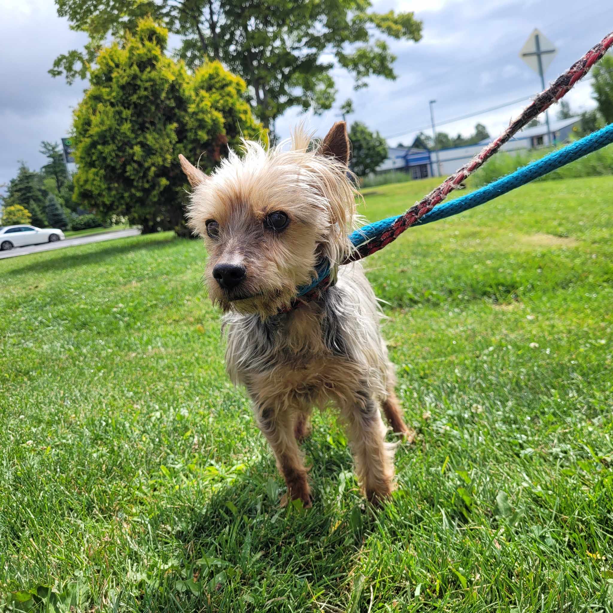 Enlarge Tyson (En Famille d’Accueil/In Foster), a Adoptable Yorkshire Terrier in Vaudreuil-Dorion, QC image 3/4