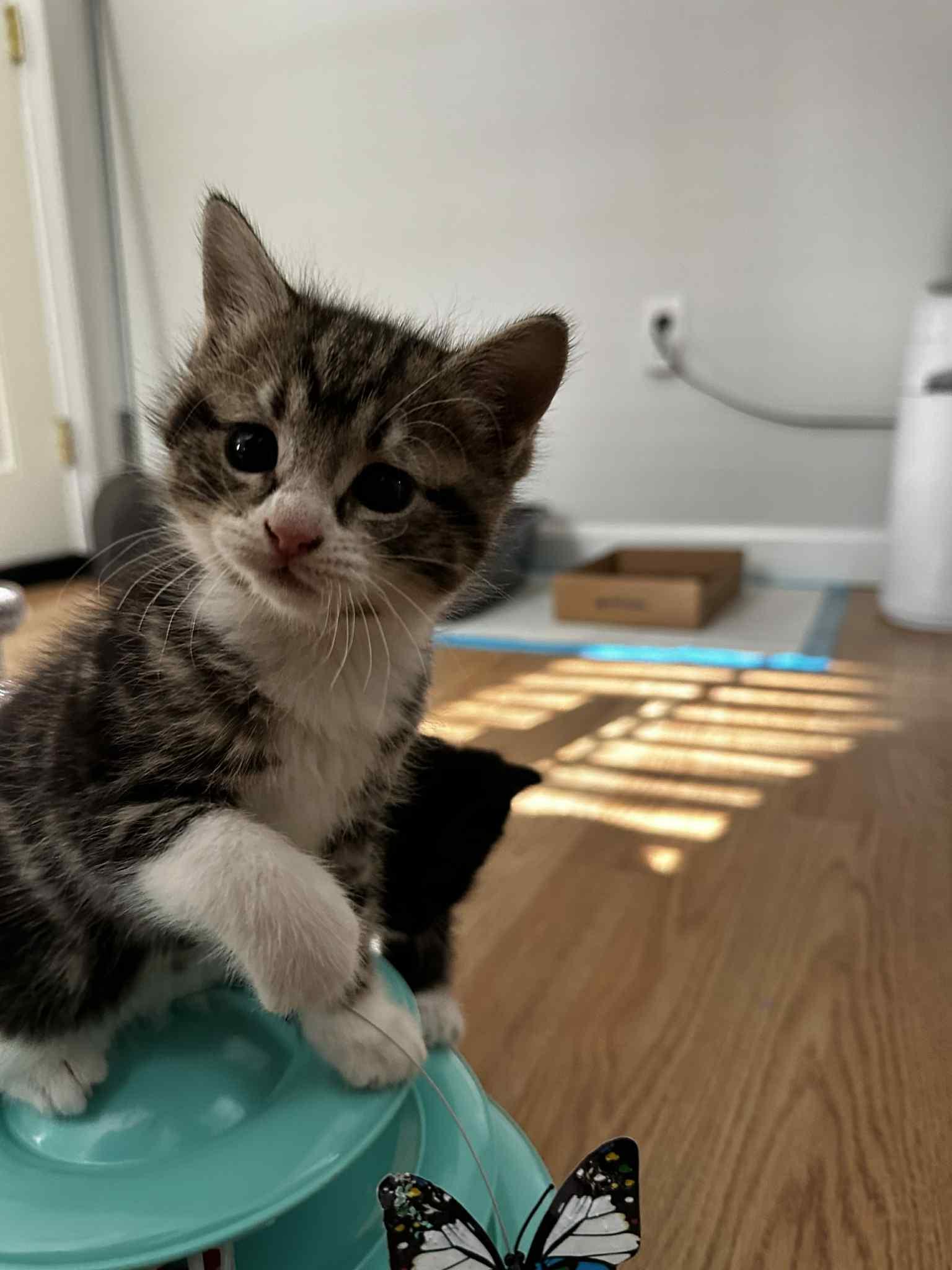 Enlarge Nami, an adopted Tabby in New Bedford, MA image 2/6