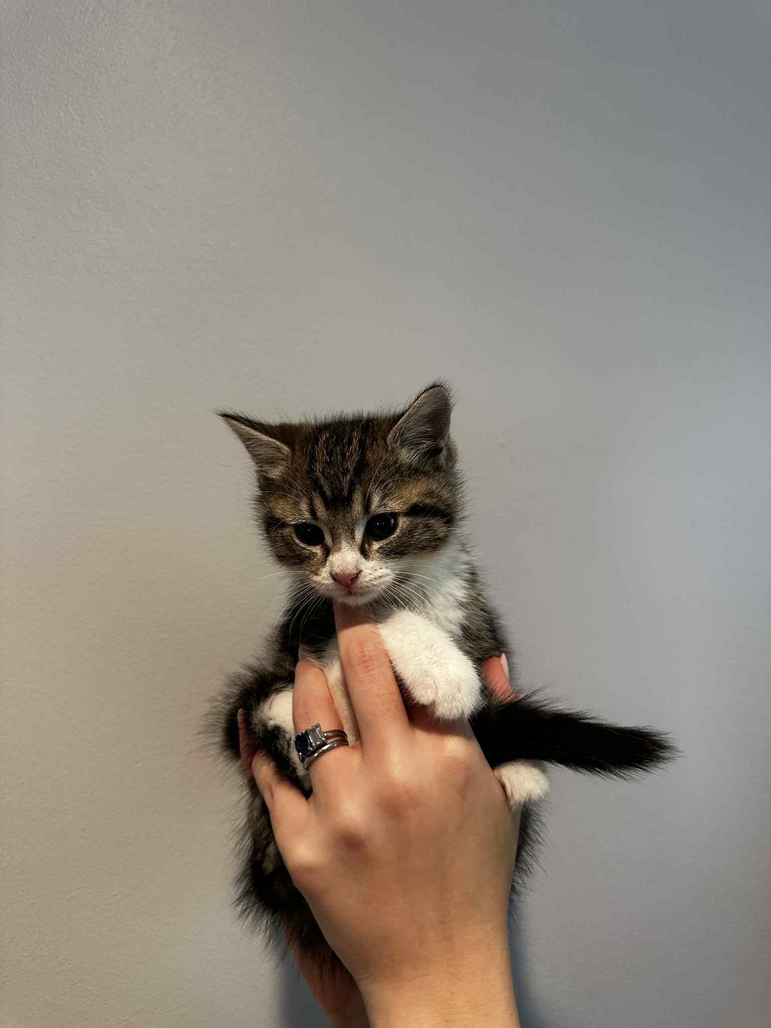 Enlarge Nami, an adopted Tabby in New Bedford, MA image 3/6