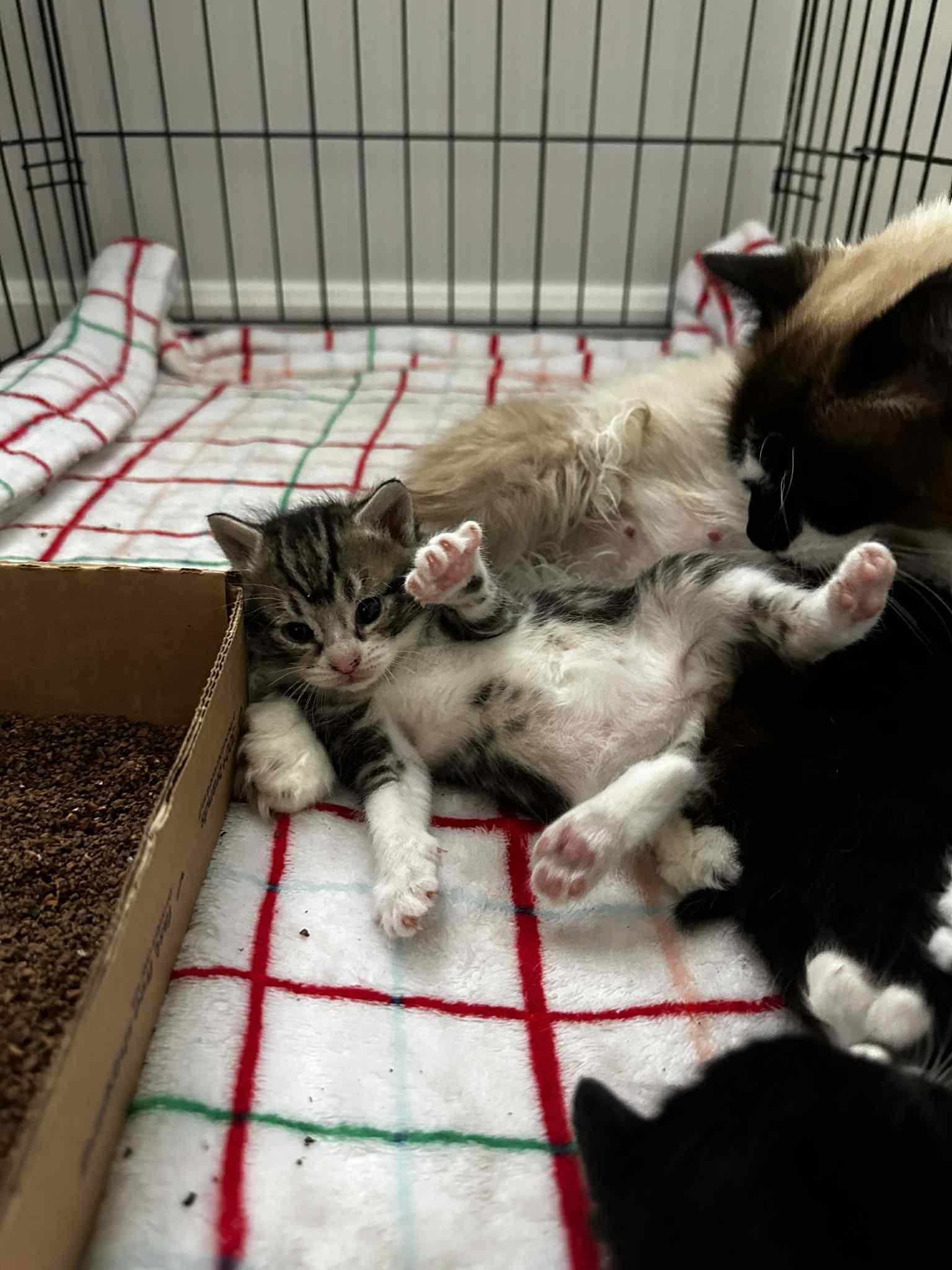 Enlarge Nami, an adopted Tabby in New Bedford, MA image 4/6