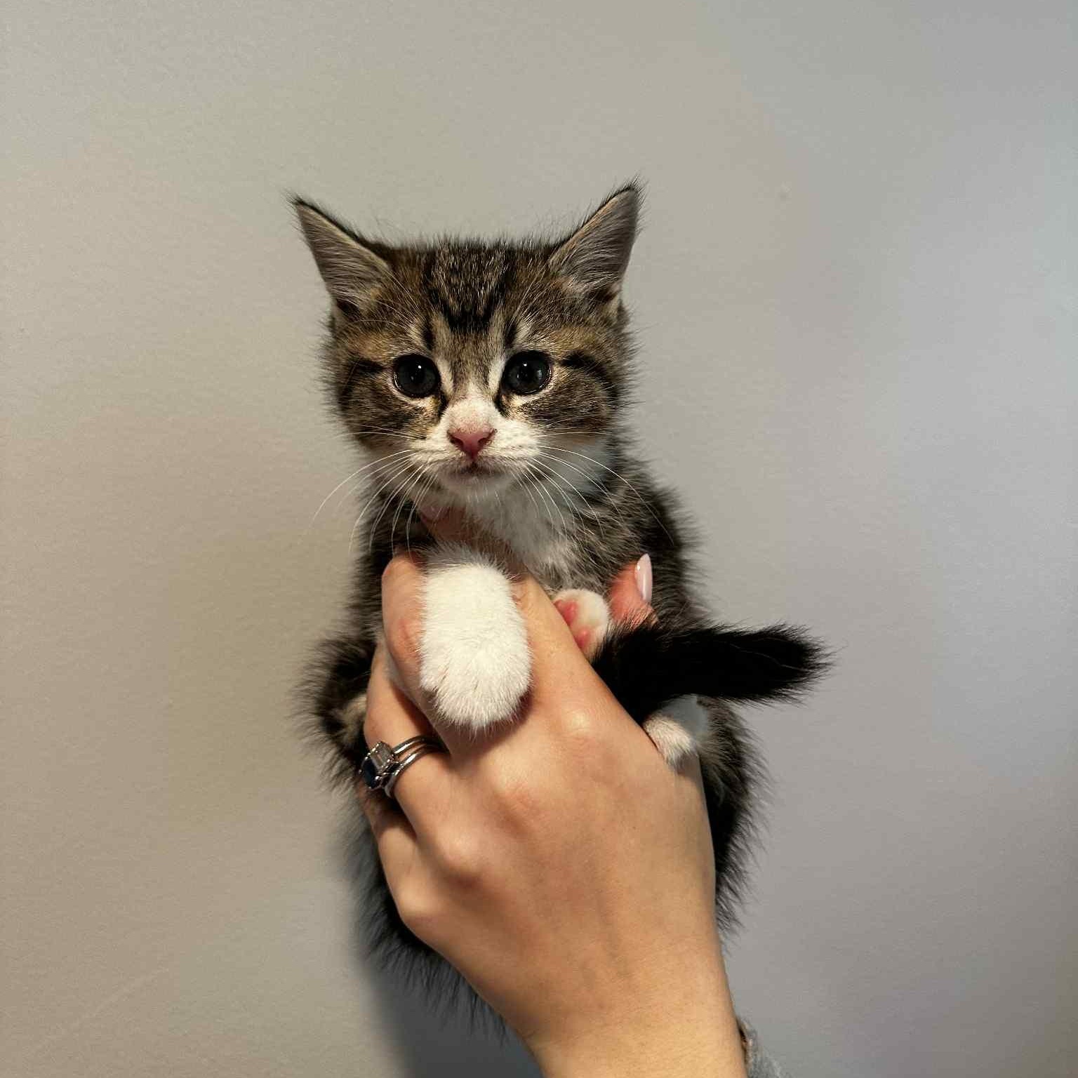 Nami, adopted, Kitten Female Tabby.