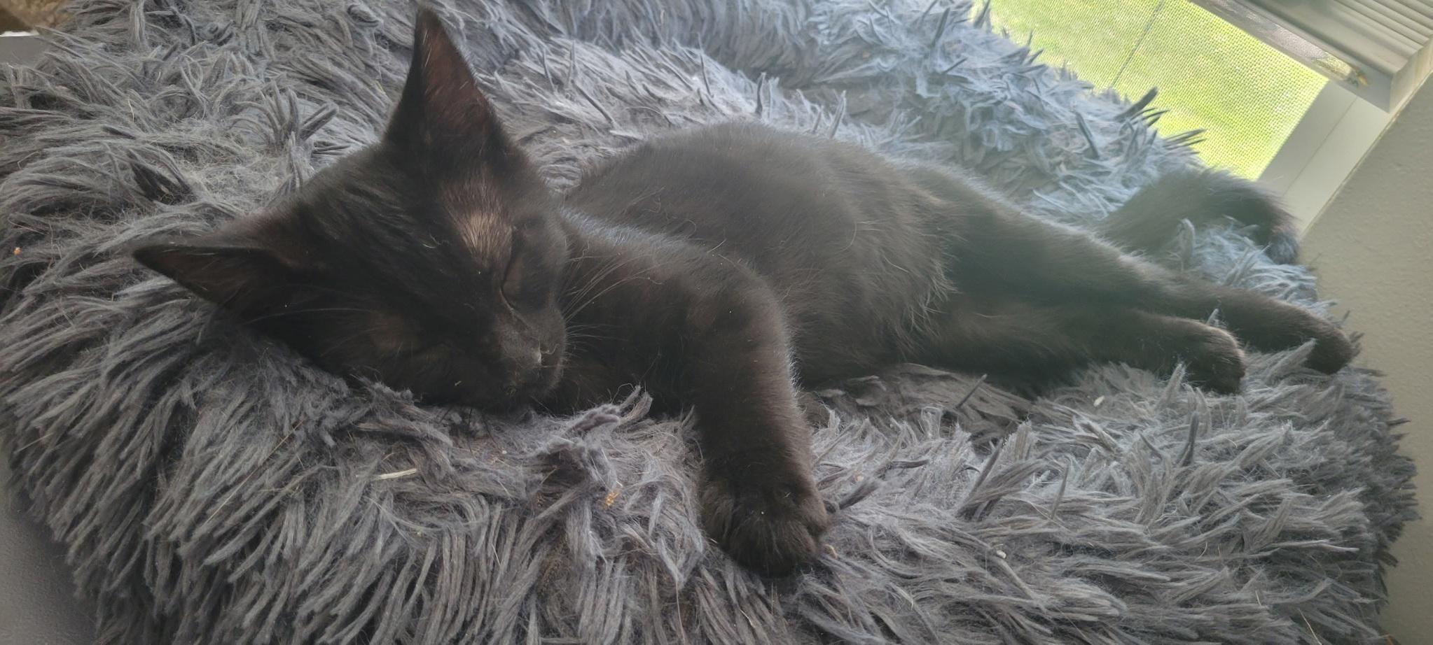 Flash, an adopted Domestic Short Hair in Lewis Center, OH image 2/3